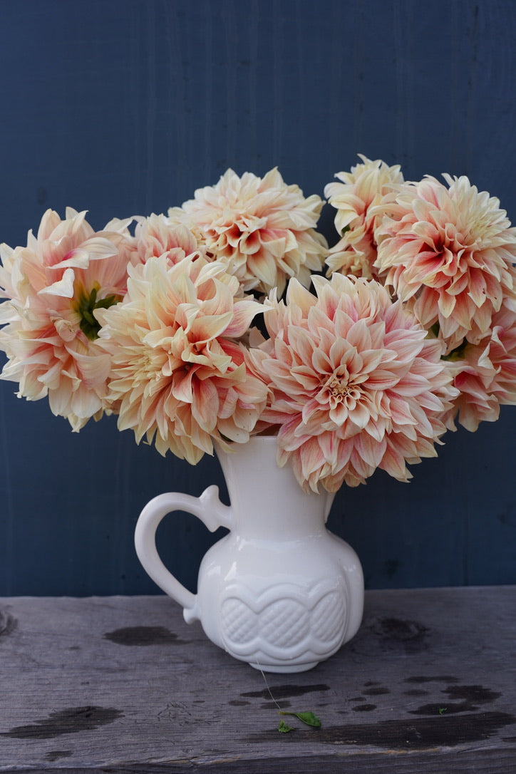 Ice Cube Dahlia Tuber