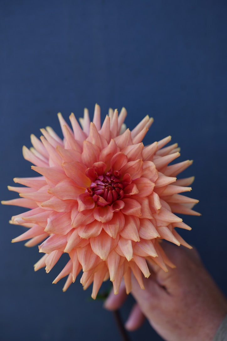 Orange Dream Collection