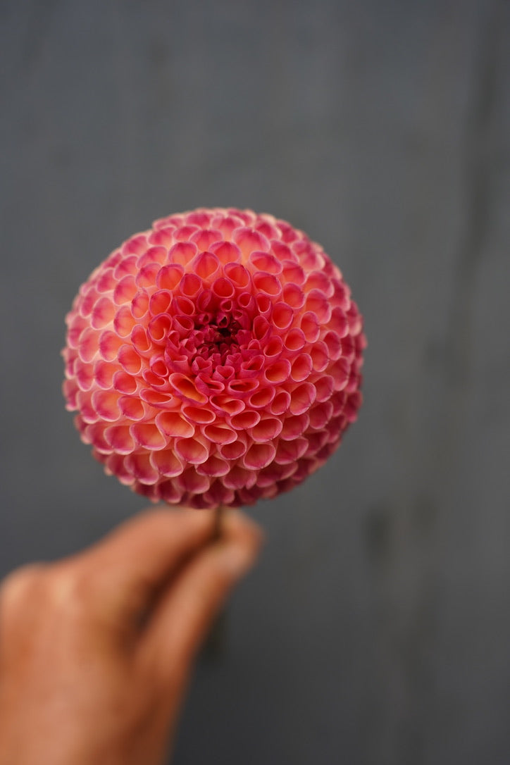 Burlesca Dahlia Tuber