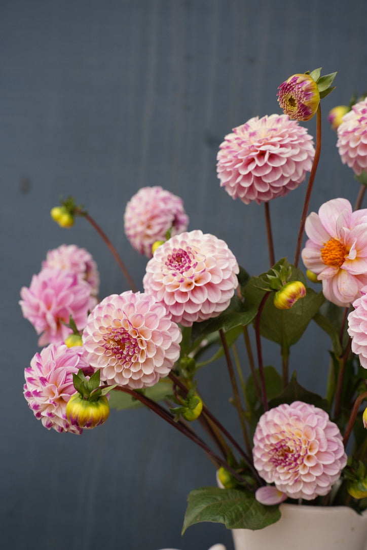 Bloomquist Wonderful Dahlia Tuber