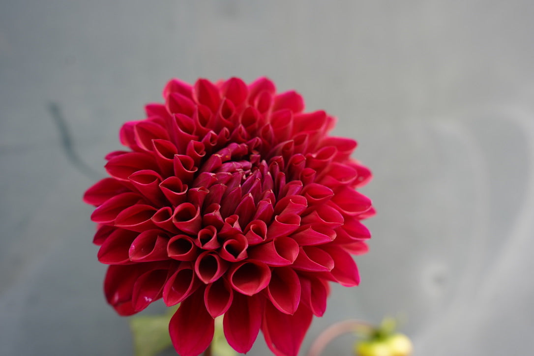 Bloomquist Plum Dahlia Tuber