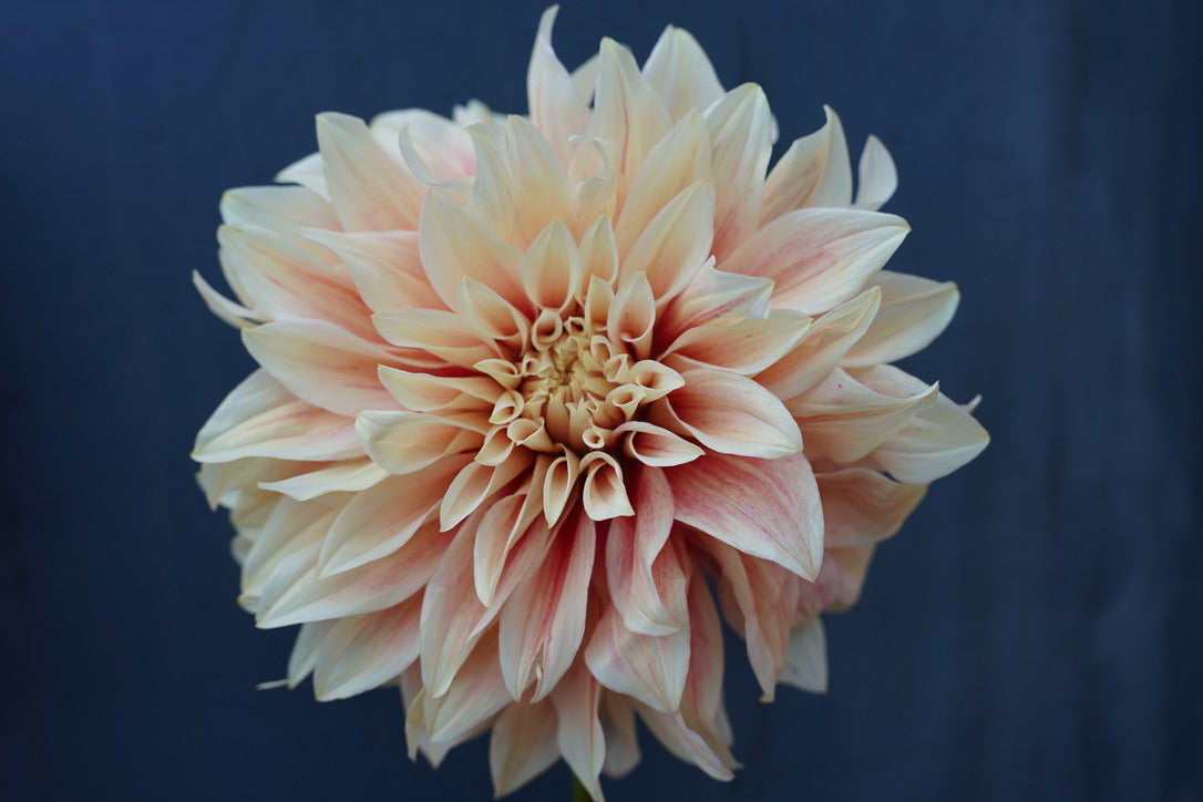 Ice Cube Dahlia Tuber