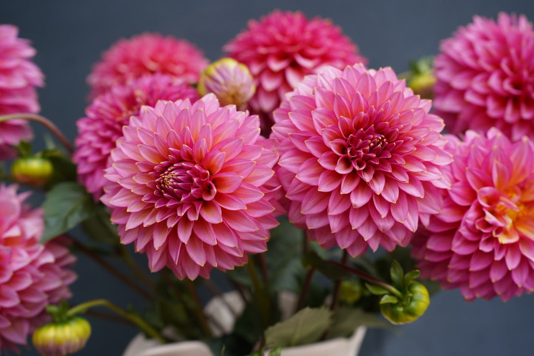 Bloomquist Mojo Dahlia Tuber