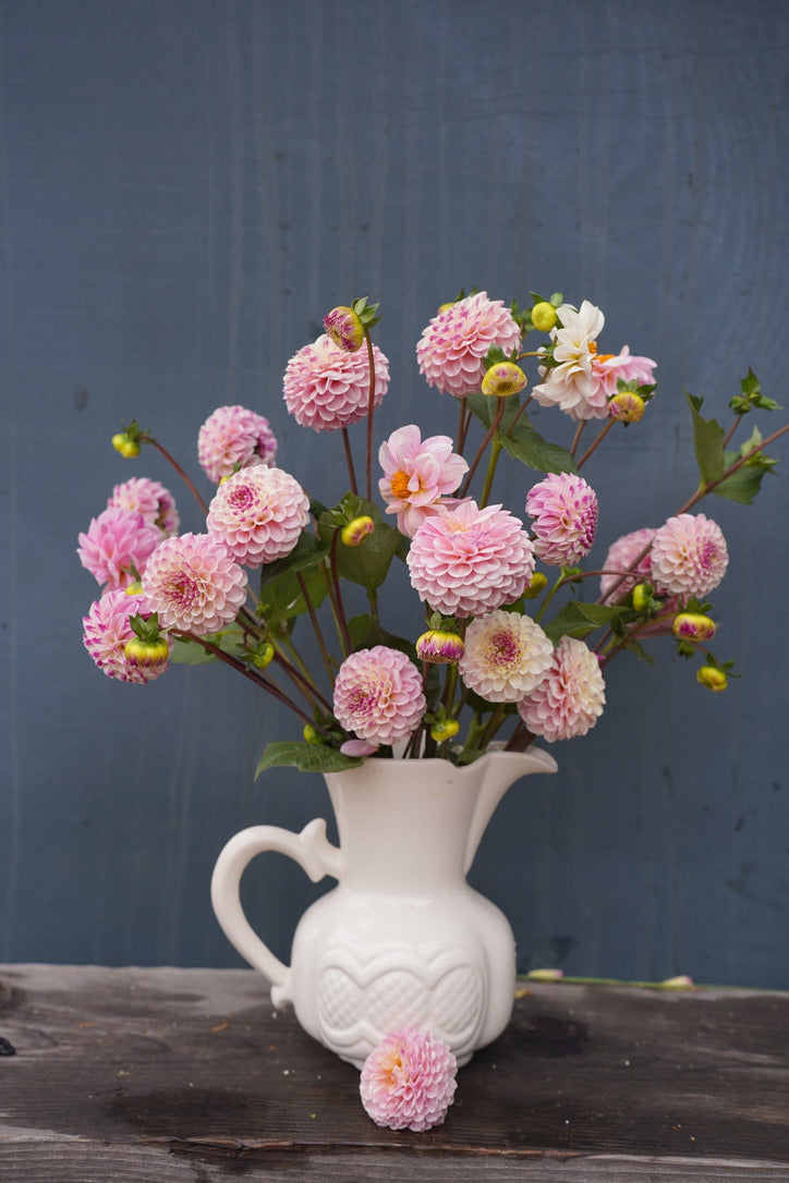 Bloomquist Wonderful Dahlia Tuber