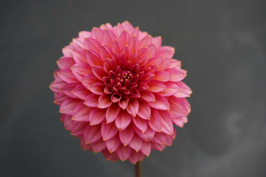 Bloomquist Mojo Dahlia Tuber