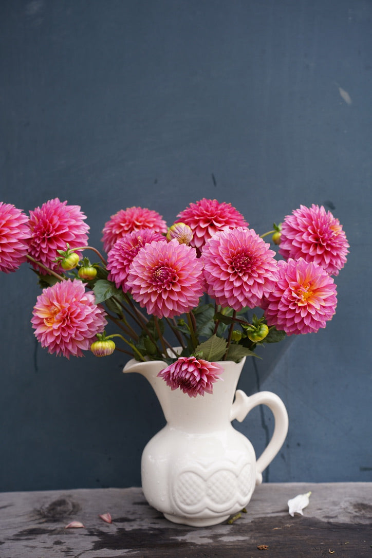 Bloomquist Mojo Dahlia Tuber