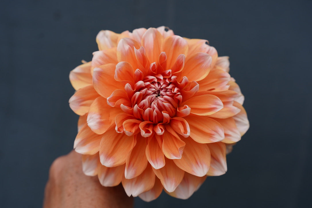 Orange Dream Collection