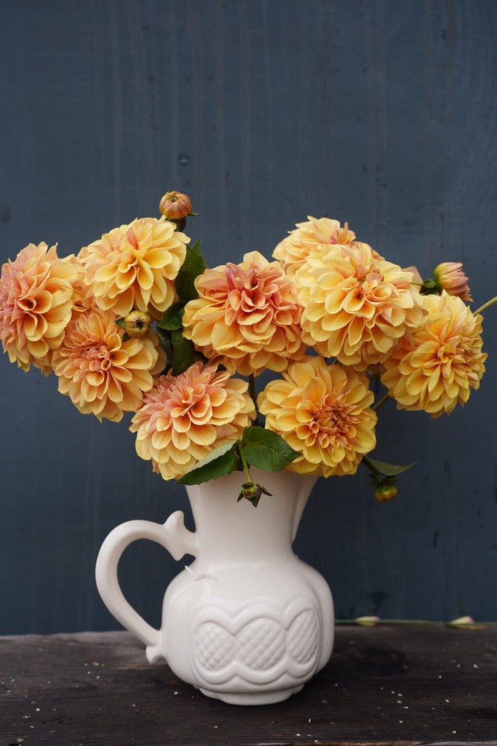 Blah Blah Blah Dahlia Tuber