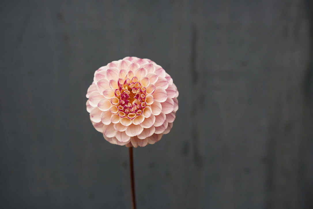 Bloomquist Wonderful Dahlia Tuber