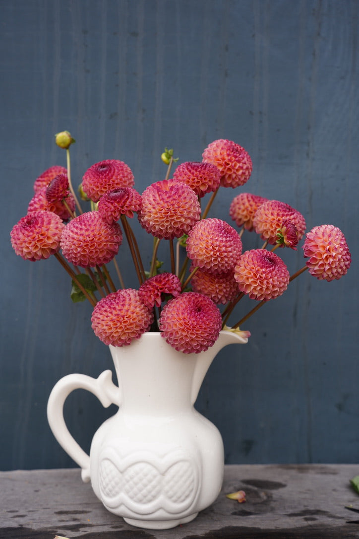 Burlesca Dahlia Tuber