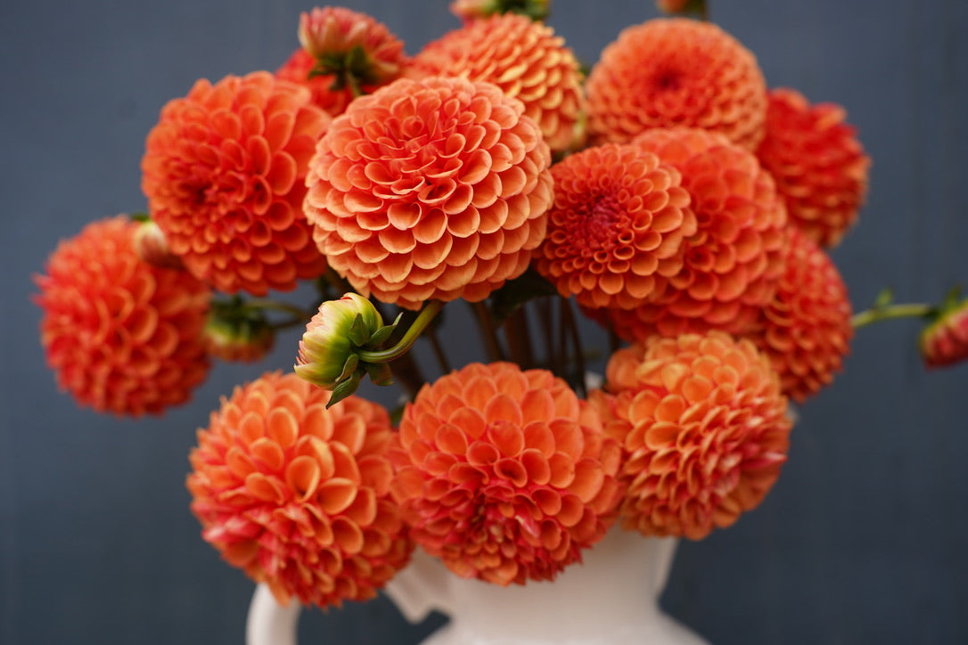 Valley Rust Bucket Dahlia Tuber