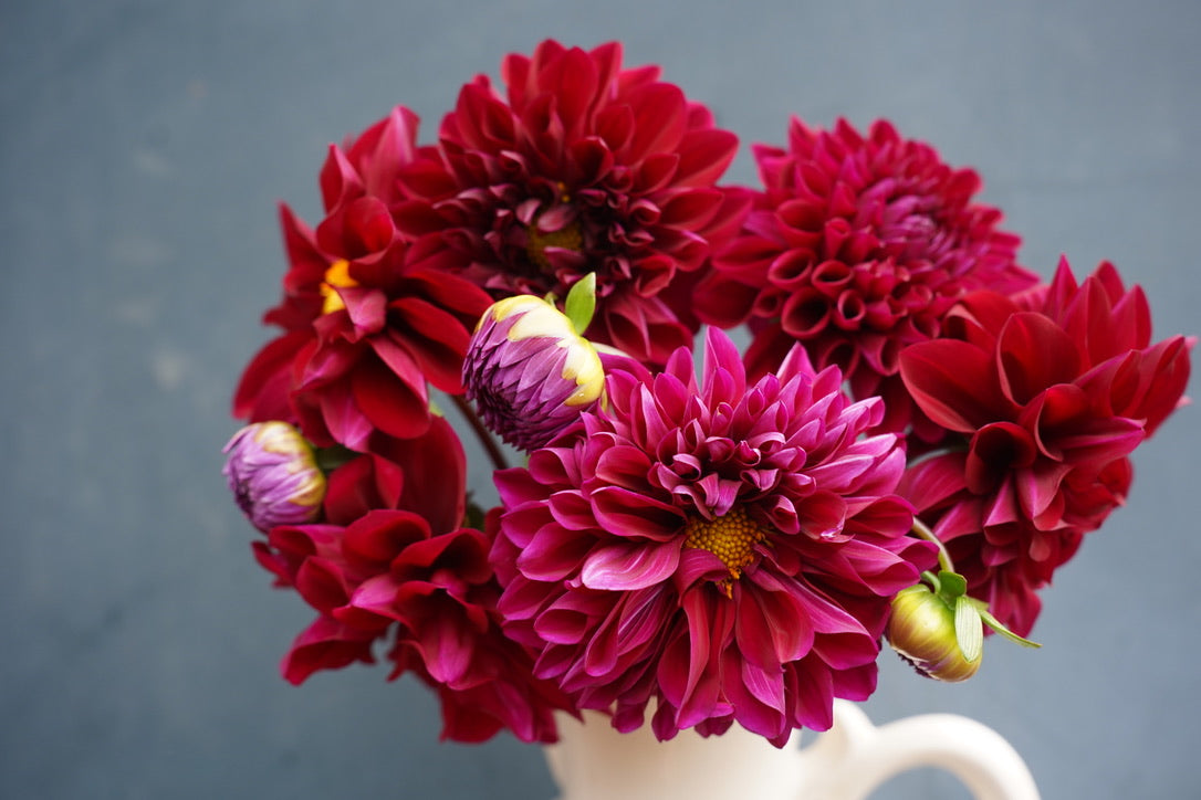 Bloomquist Plum Dahlia Tuber