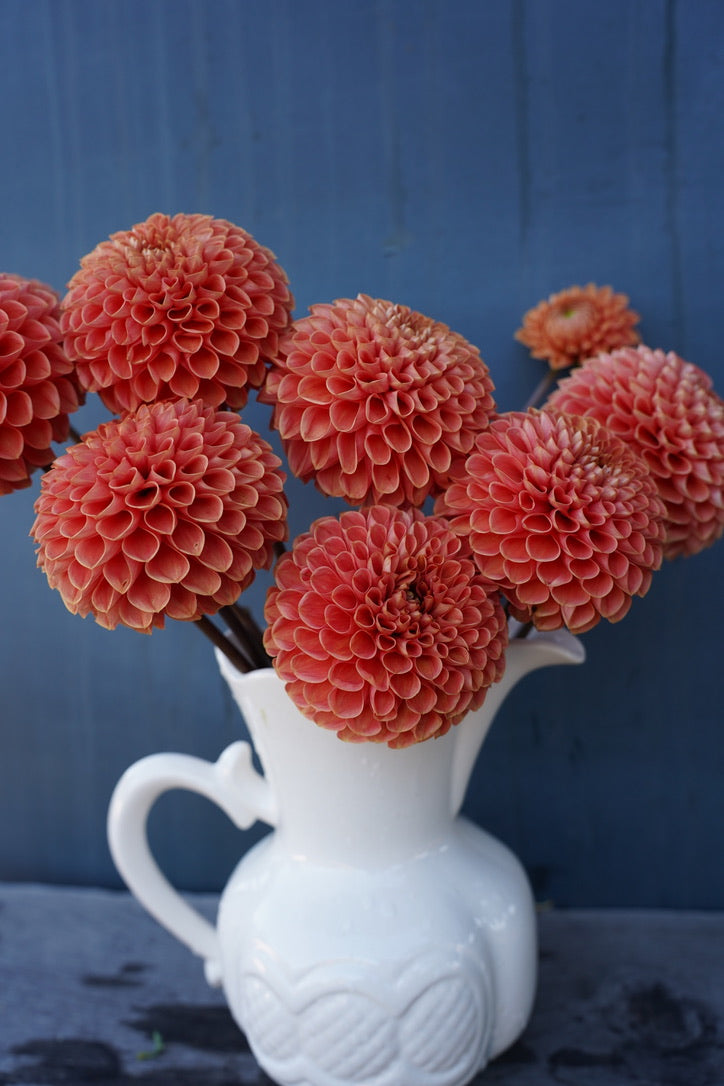 Jomanda Dahlia Tuber