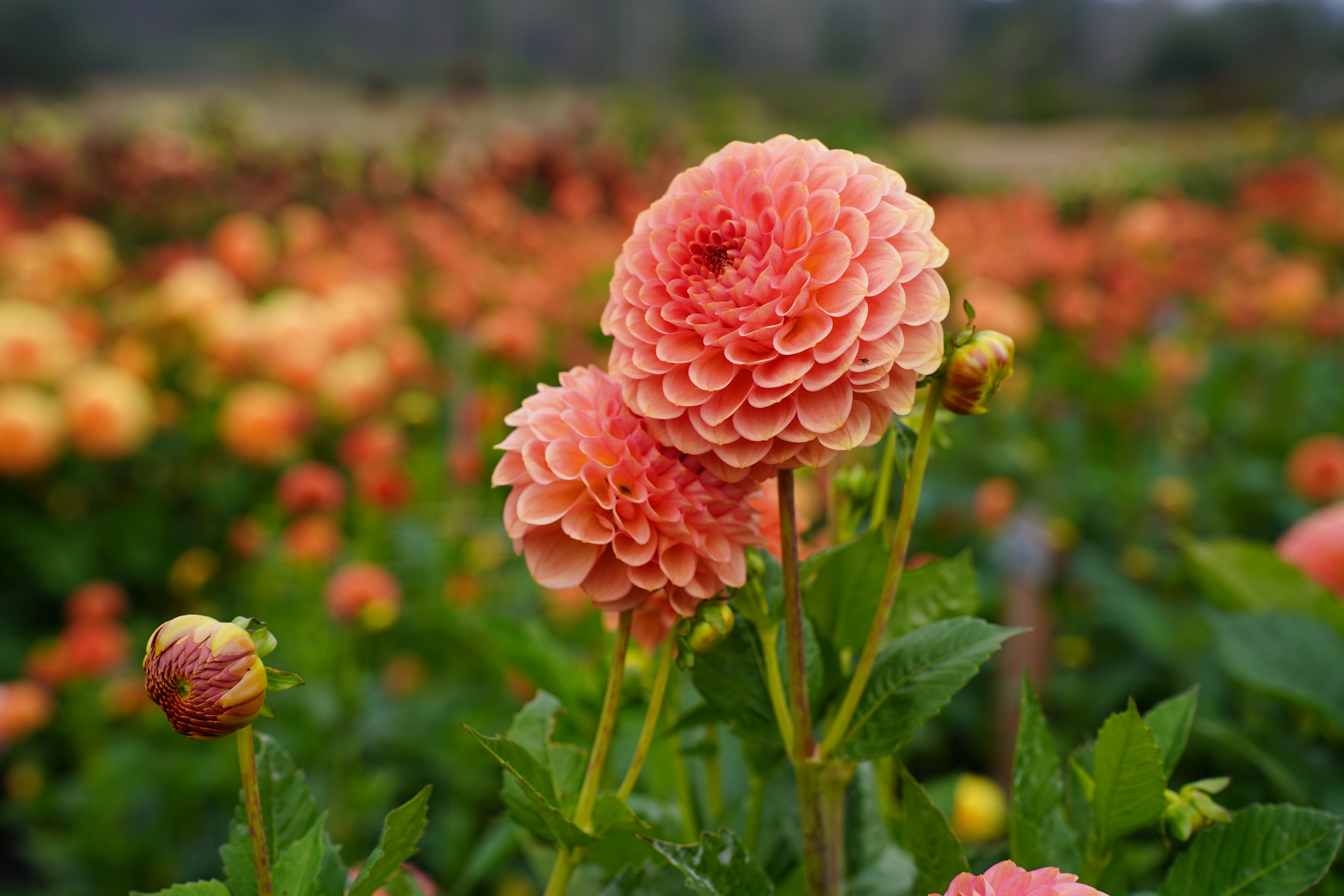 20th Avenue Softer Peach Dahlia Tuber