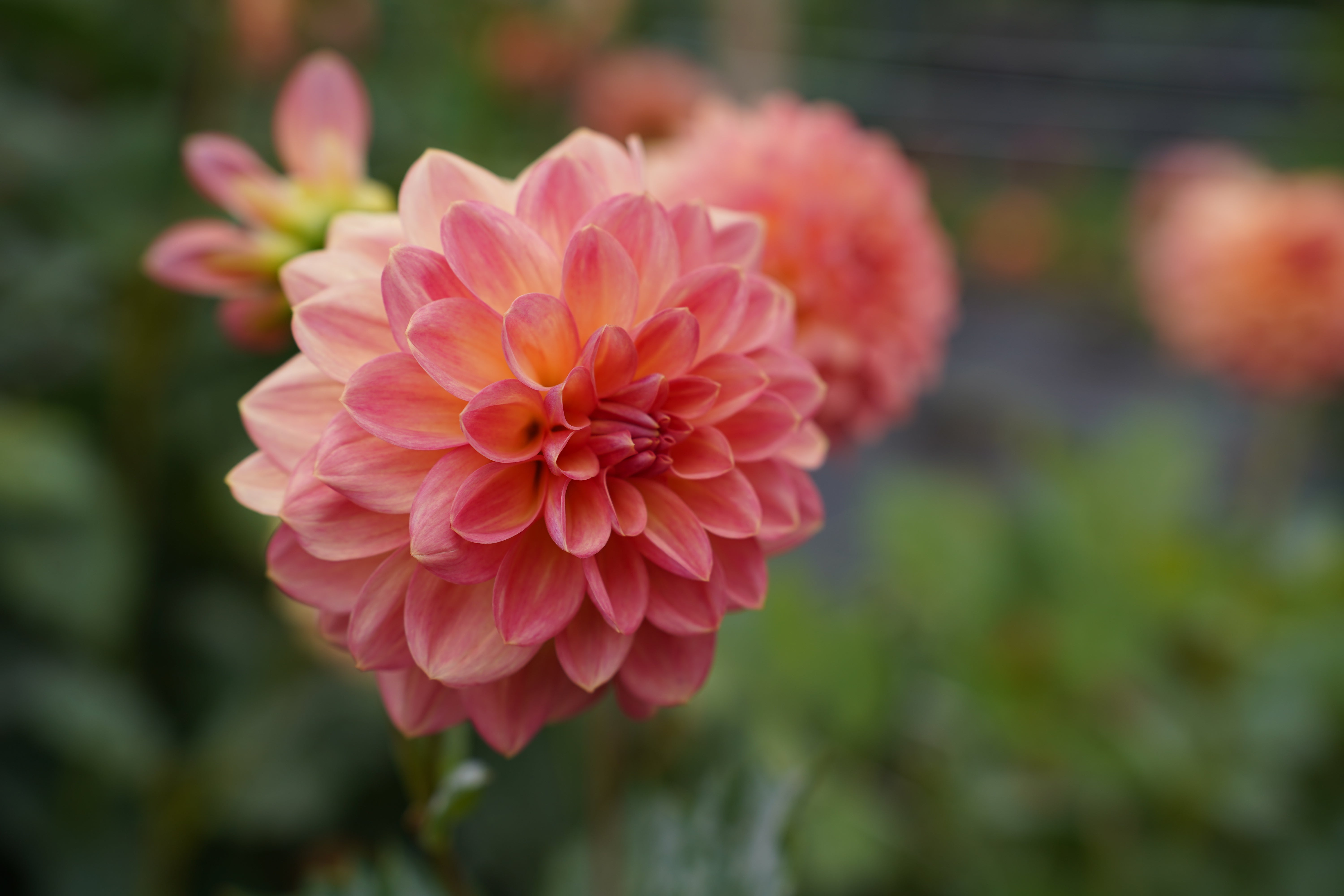 Lark's Ebbe Dahlia Tuber