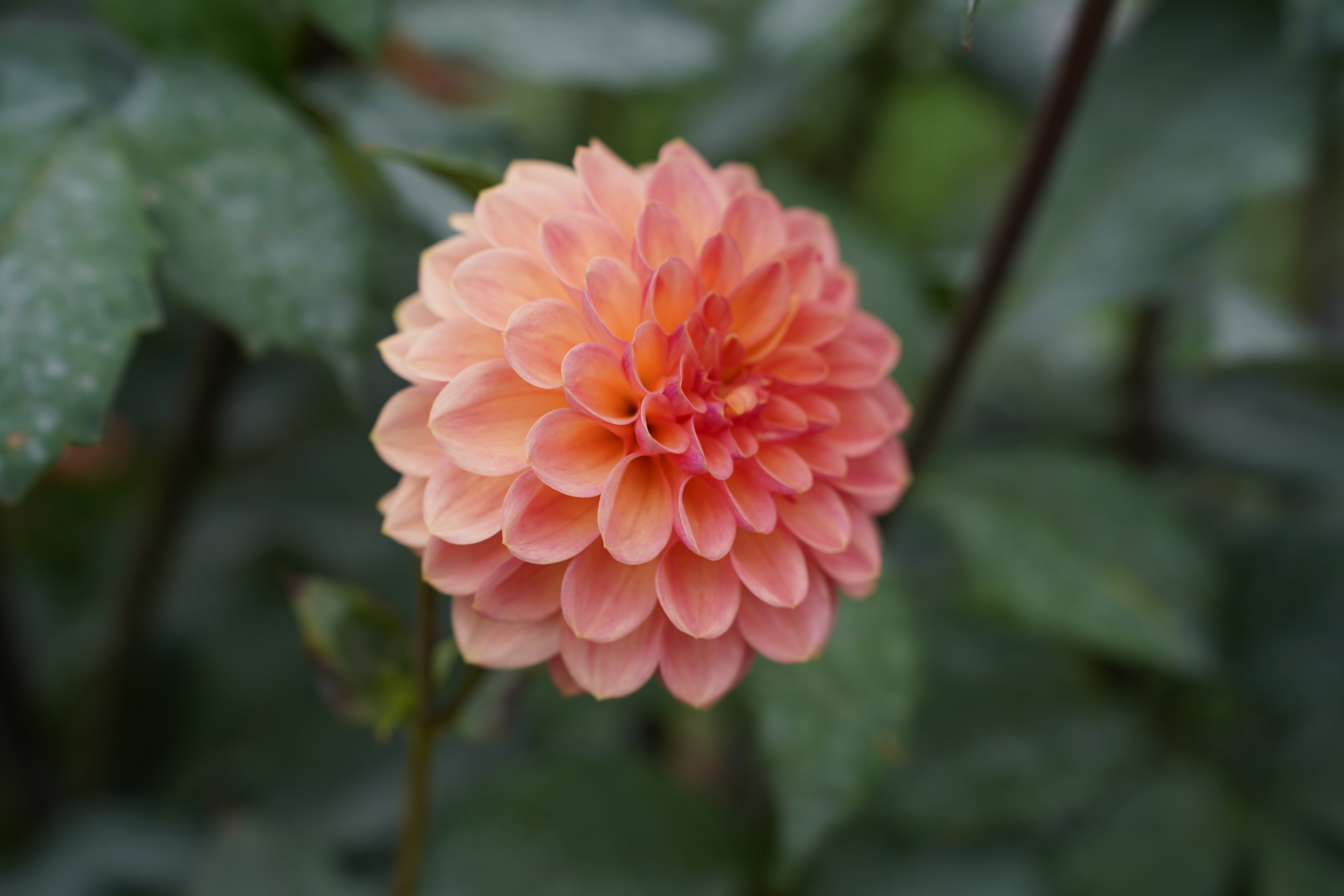 Lark's Ebbe Dahlia Tuber