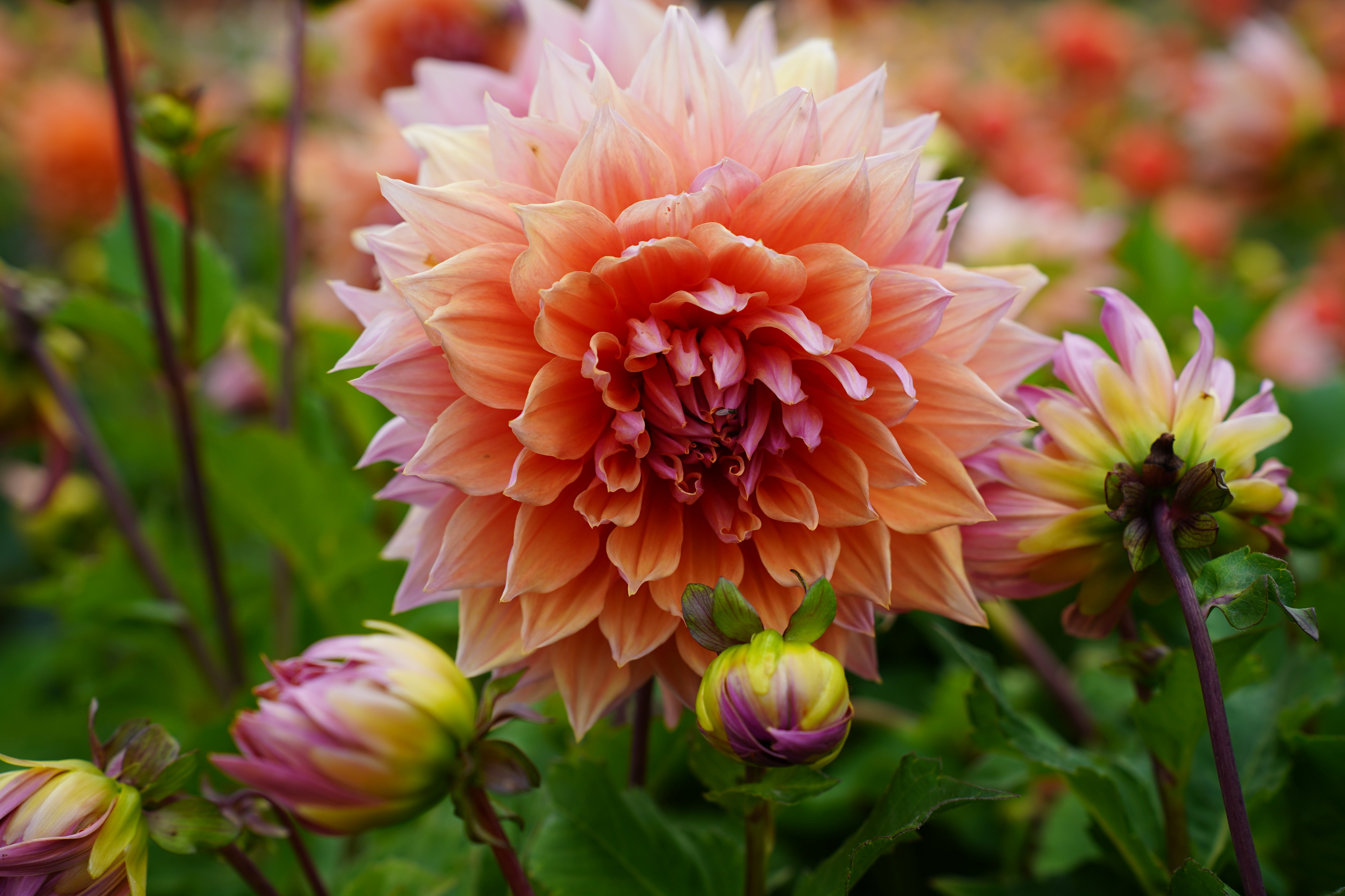 Sherwood Peach Dahlia Tuber