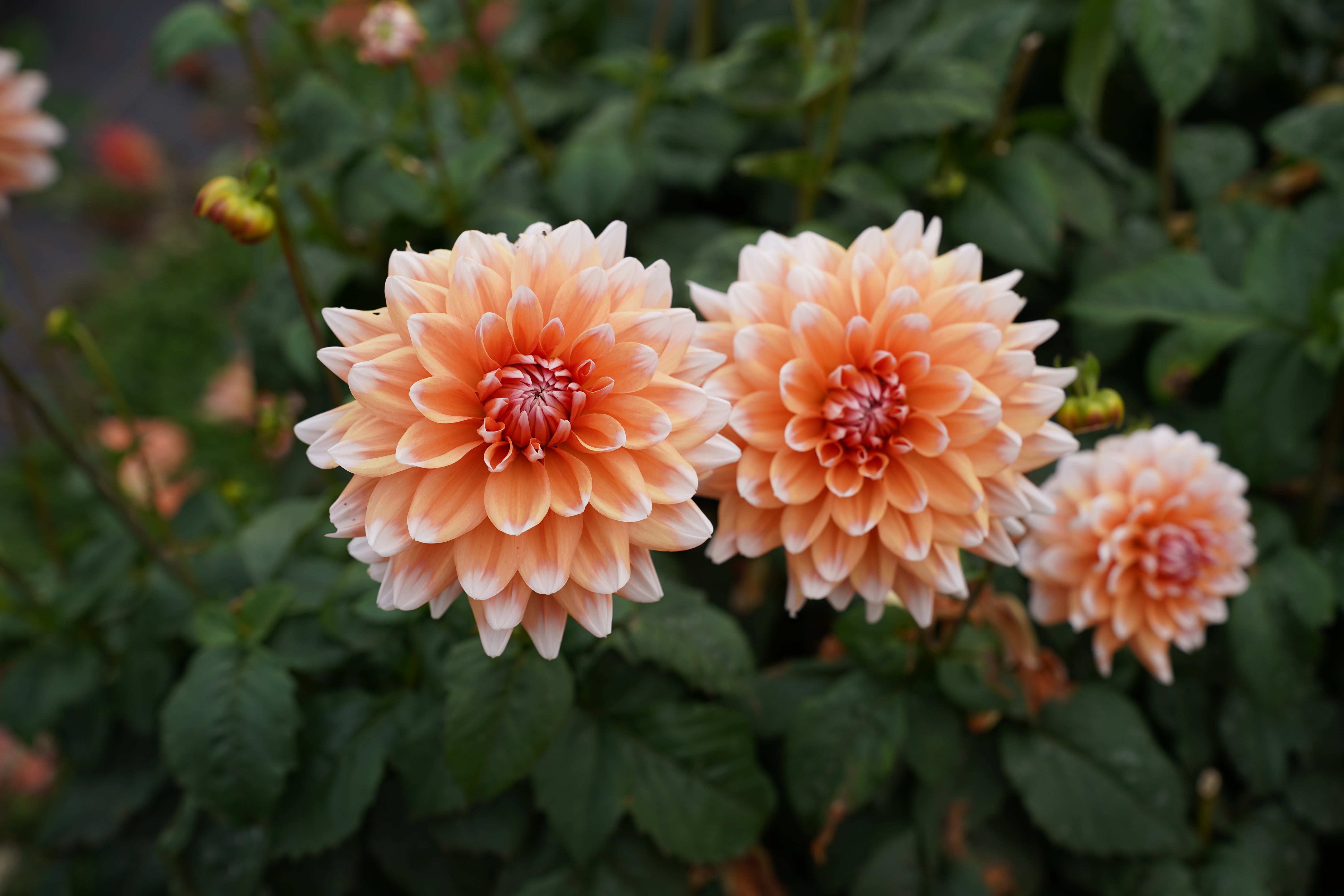Linda Esther Dahlia Tuber