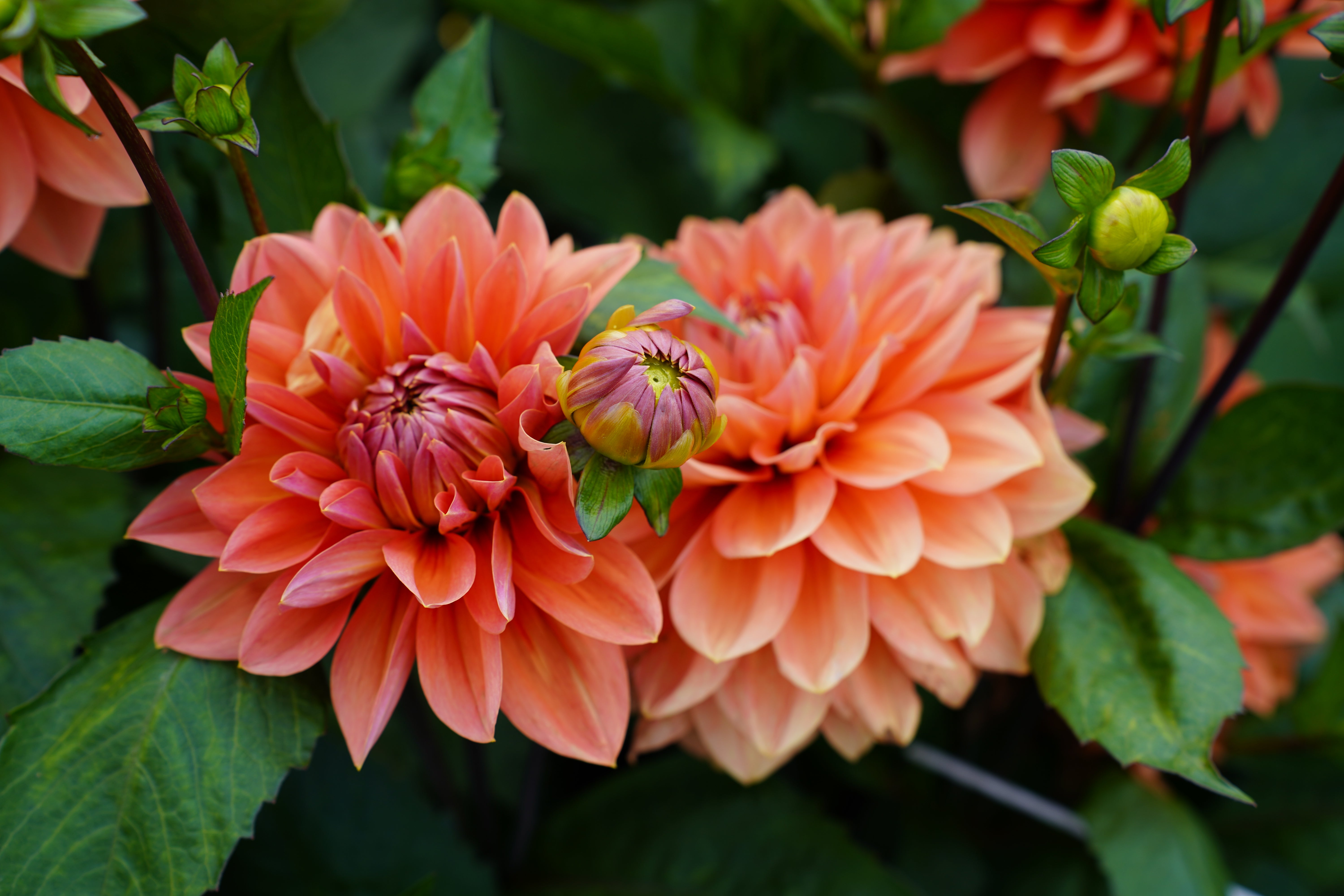 Nicholas Dahlia Tuber