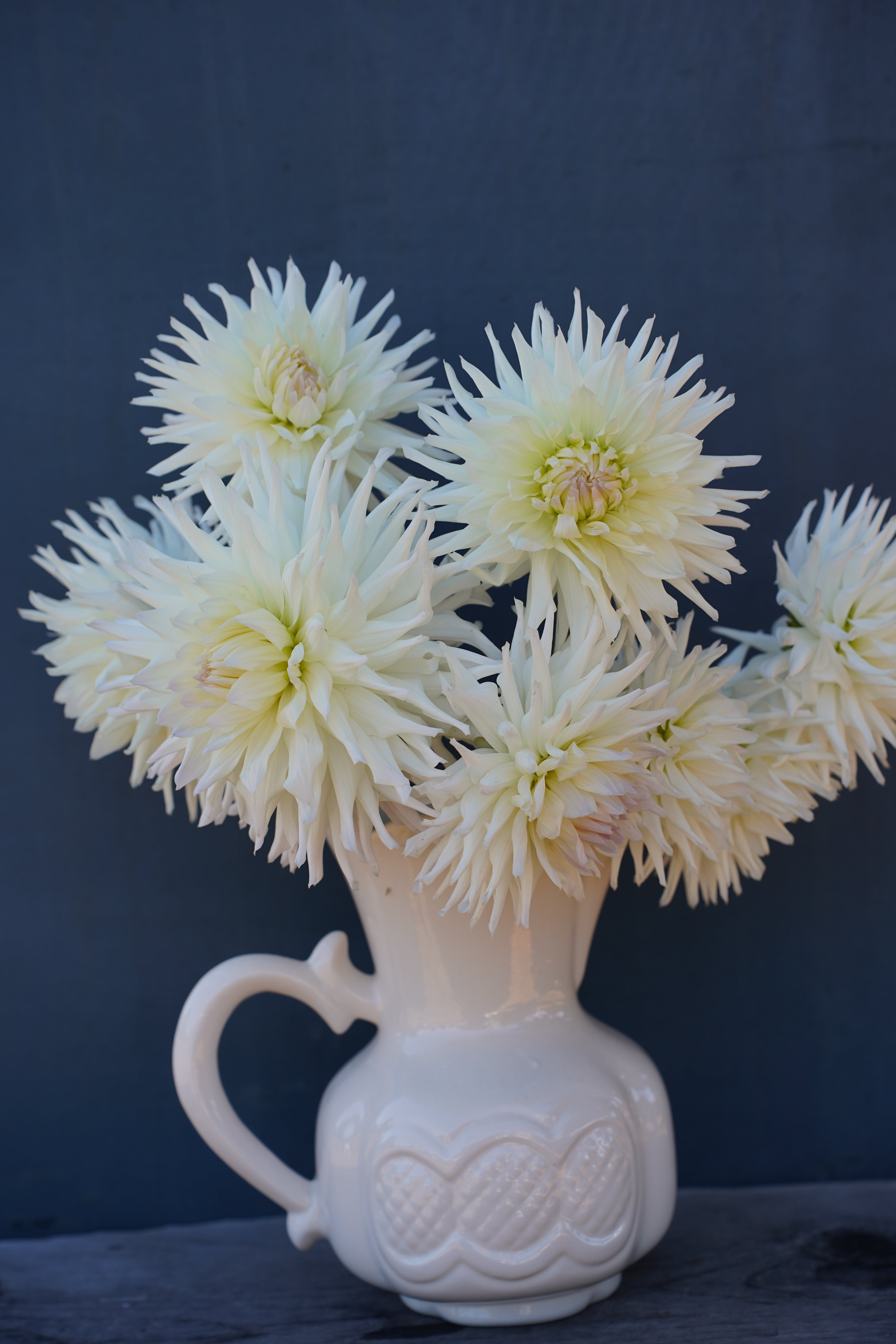 Magic Moment Dahlia Tuber