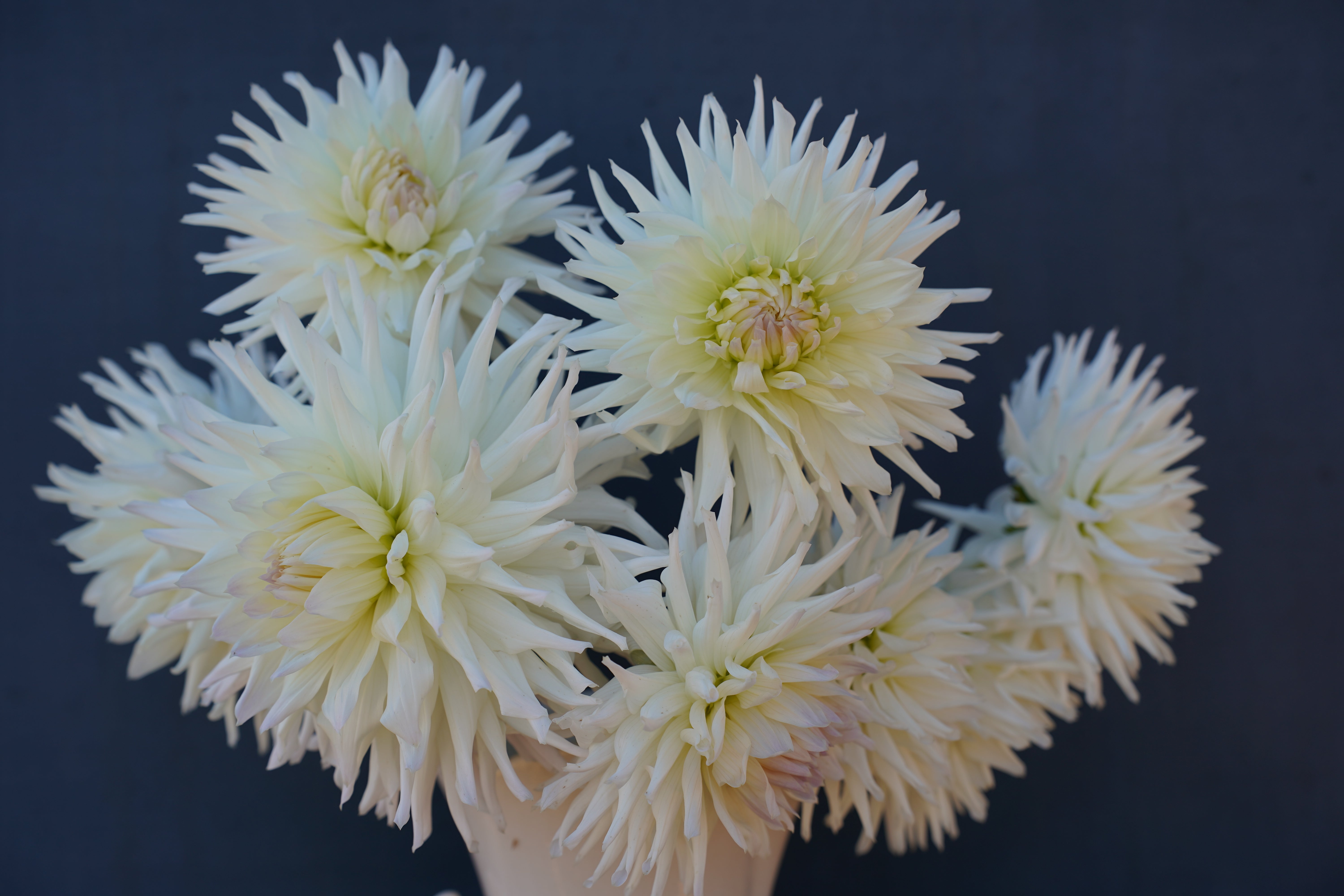 Magic Moment Dahlia Tuber