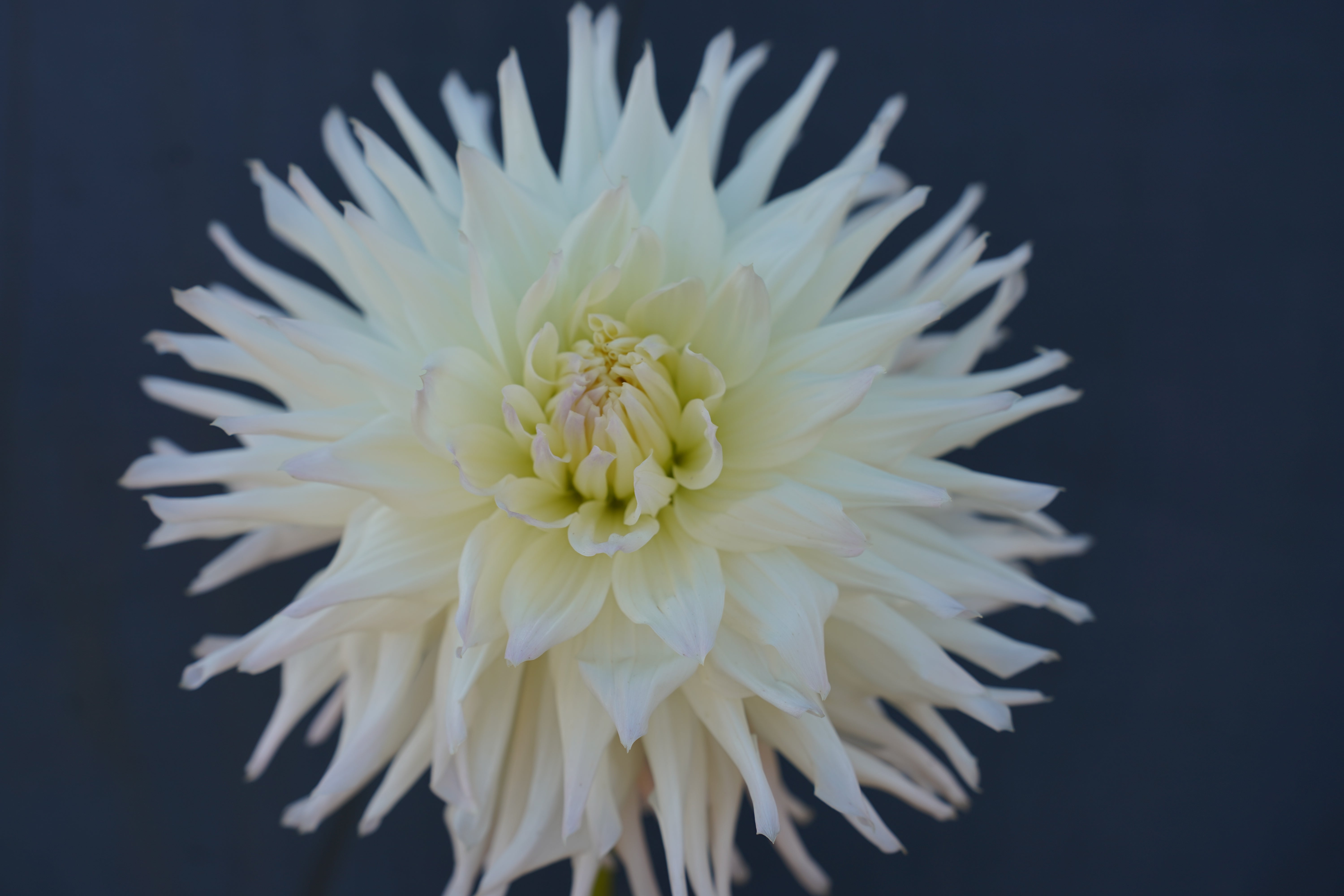 Magic Moment Dahlia Tuber