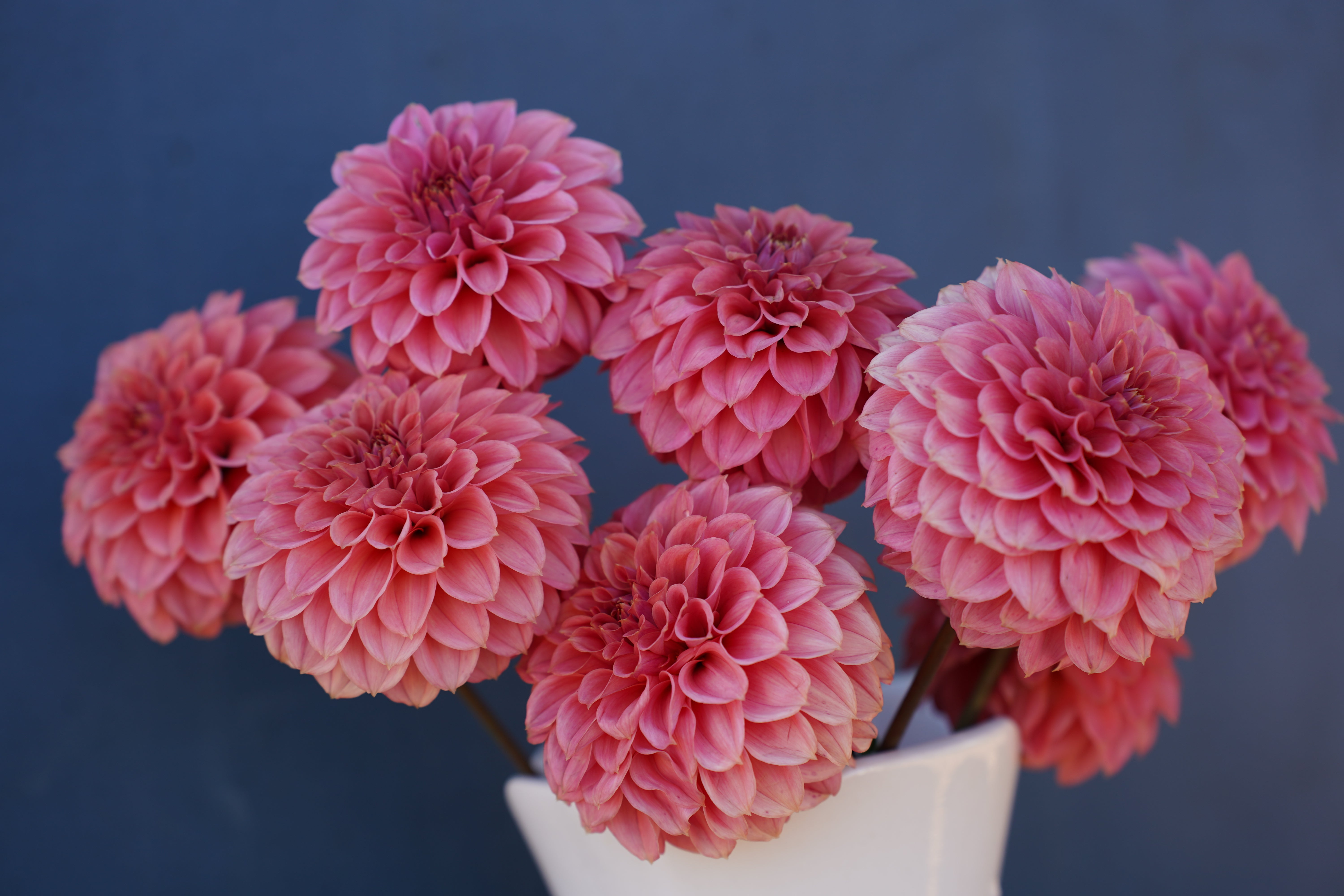 KA's® Keltie Rose Dahlia Tuber