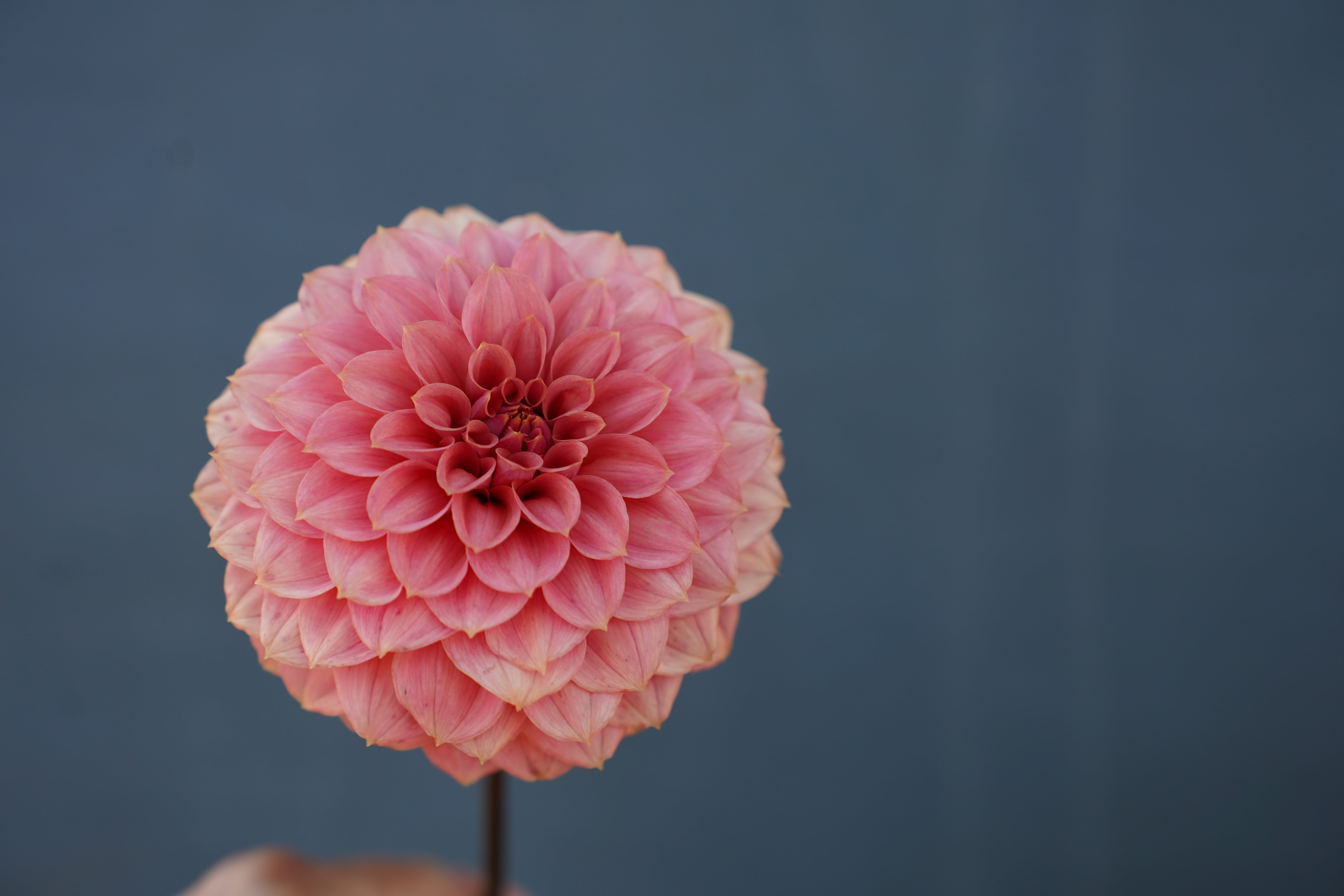 KA's® Keltie Rose Dahlia Tuber
