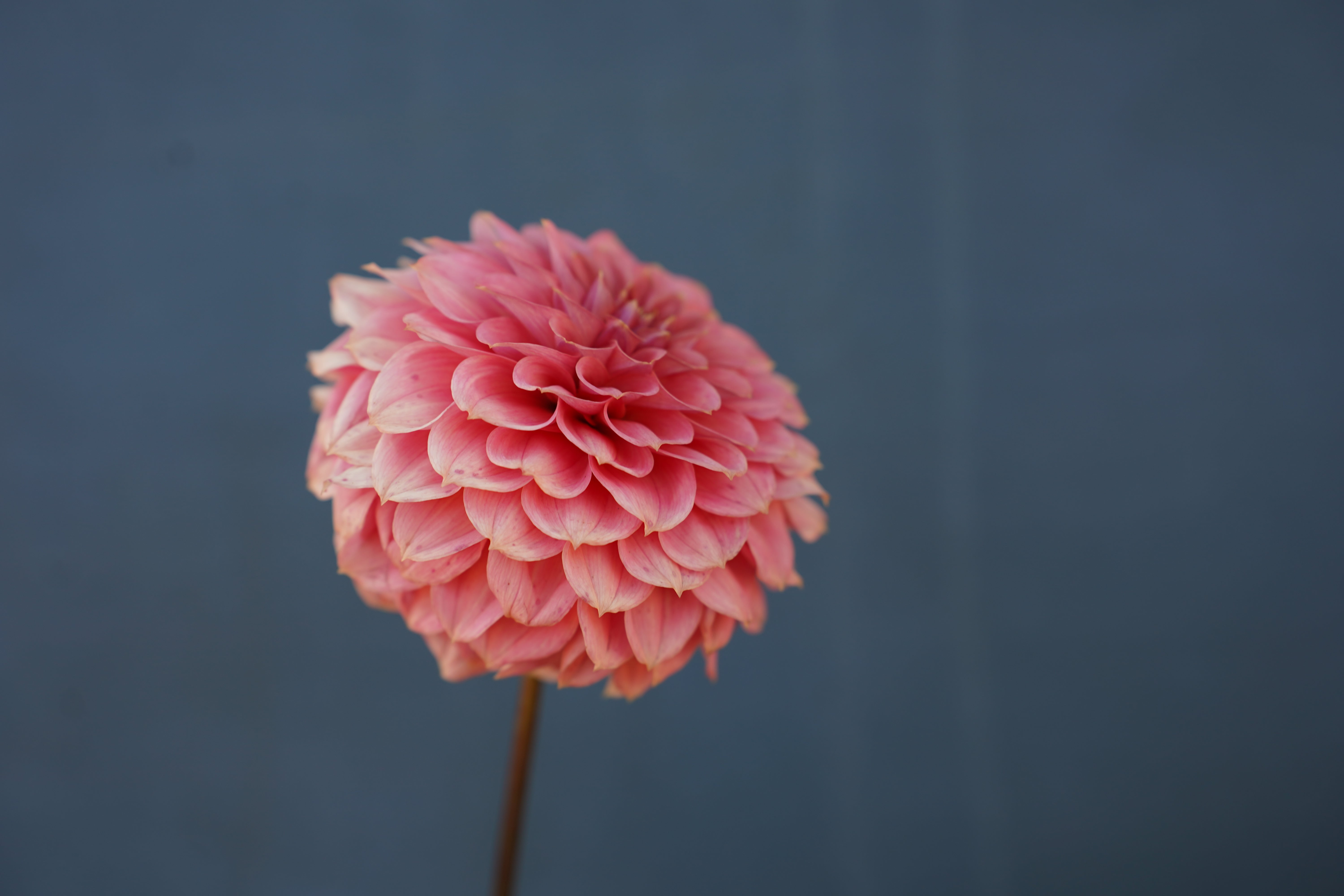 KA's® Keltie Rose Dahlia Tuber