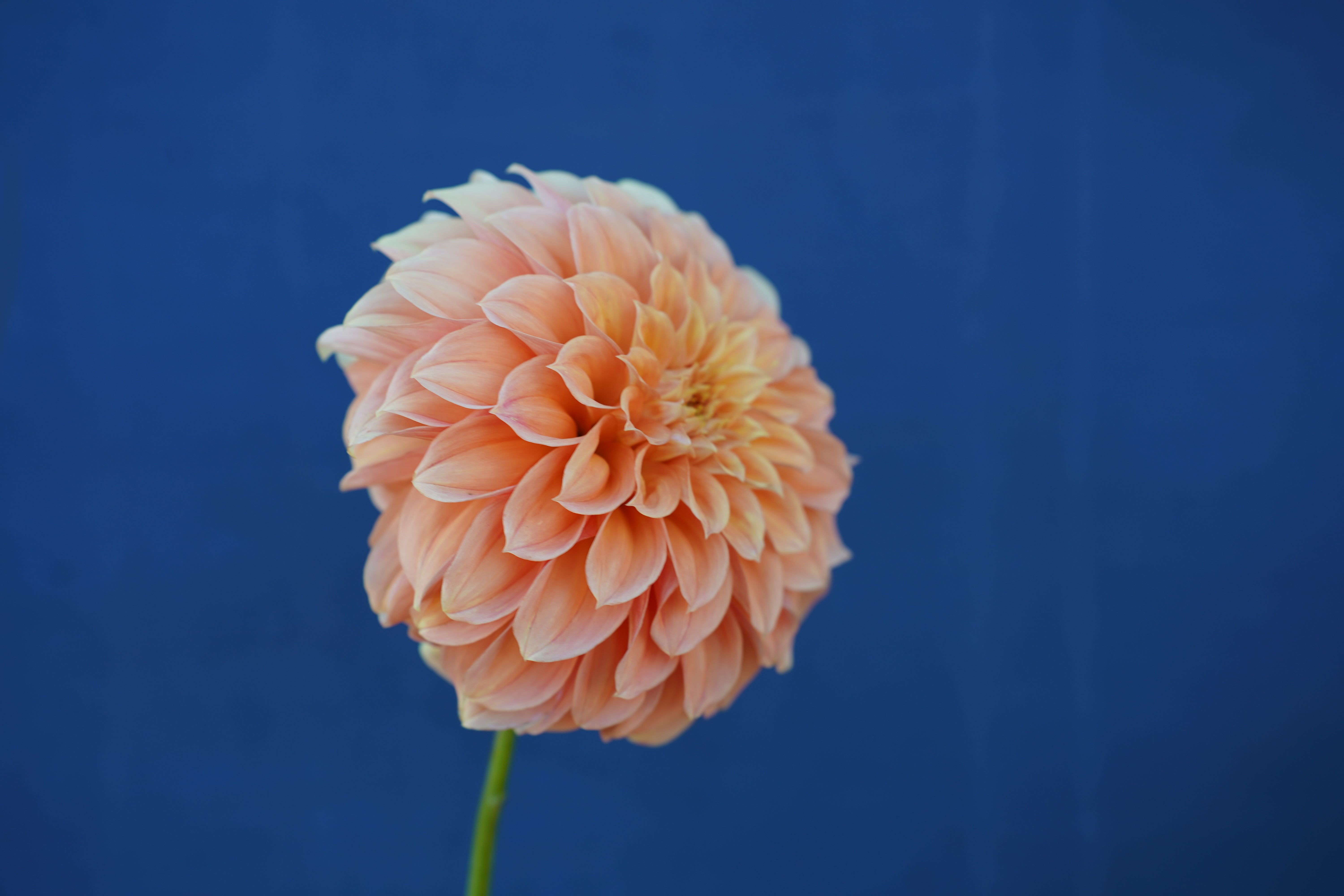 Bracken Sarah Dahlia Tuber