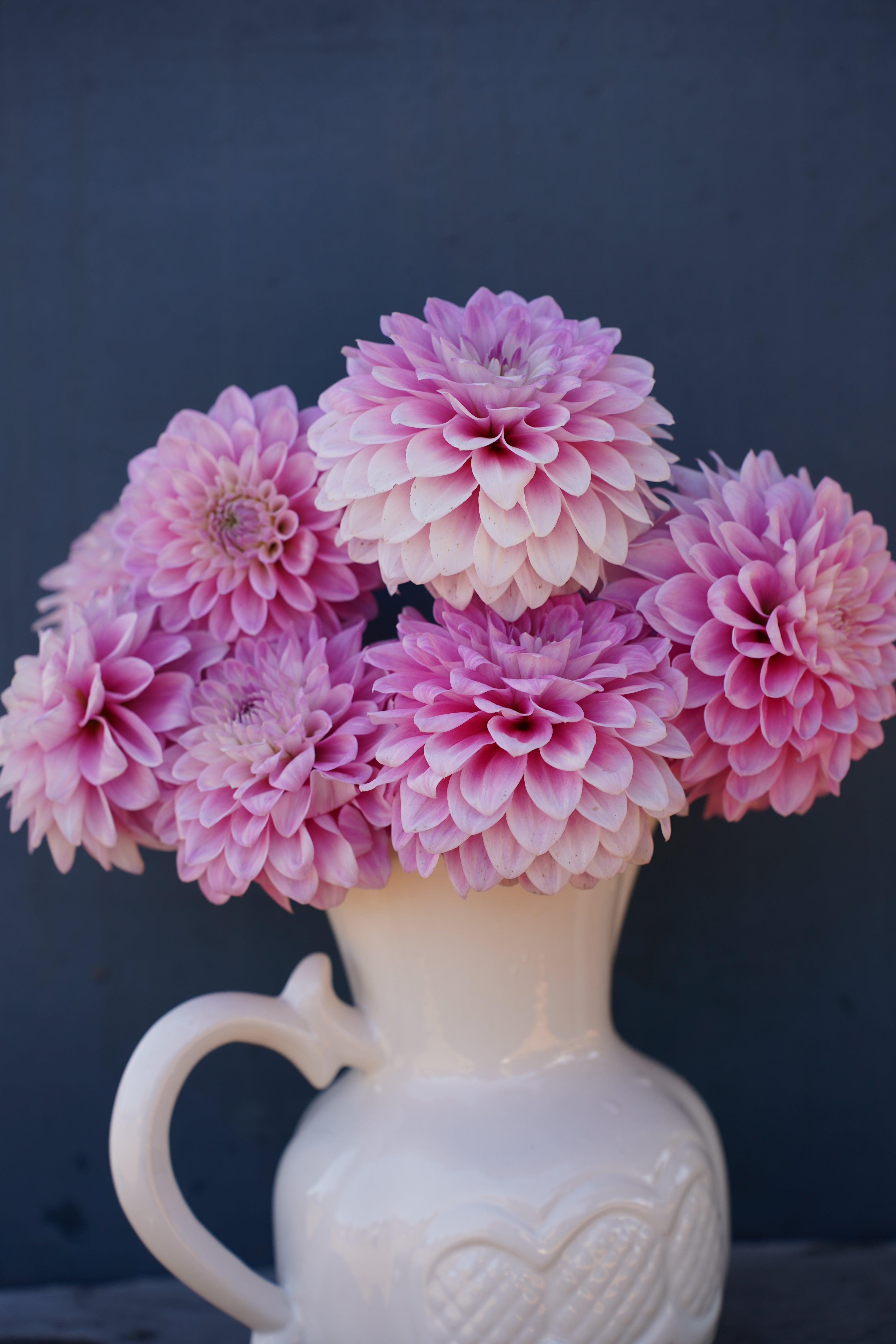 Zebrano Dahlia Tuber