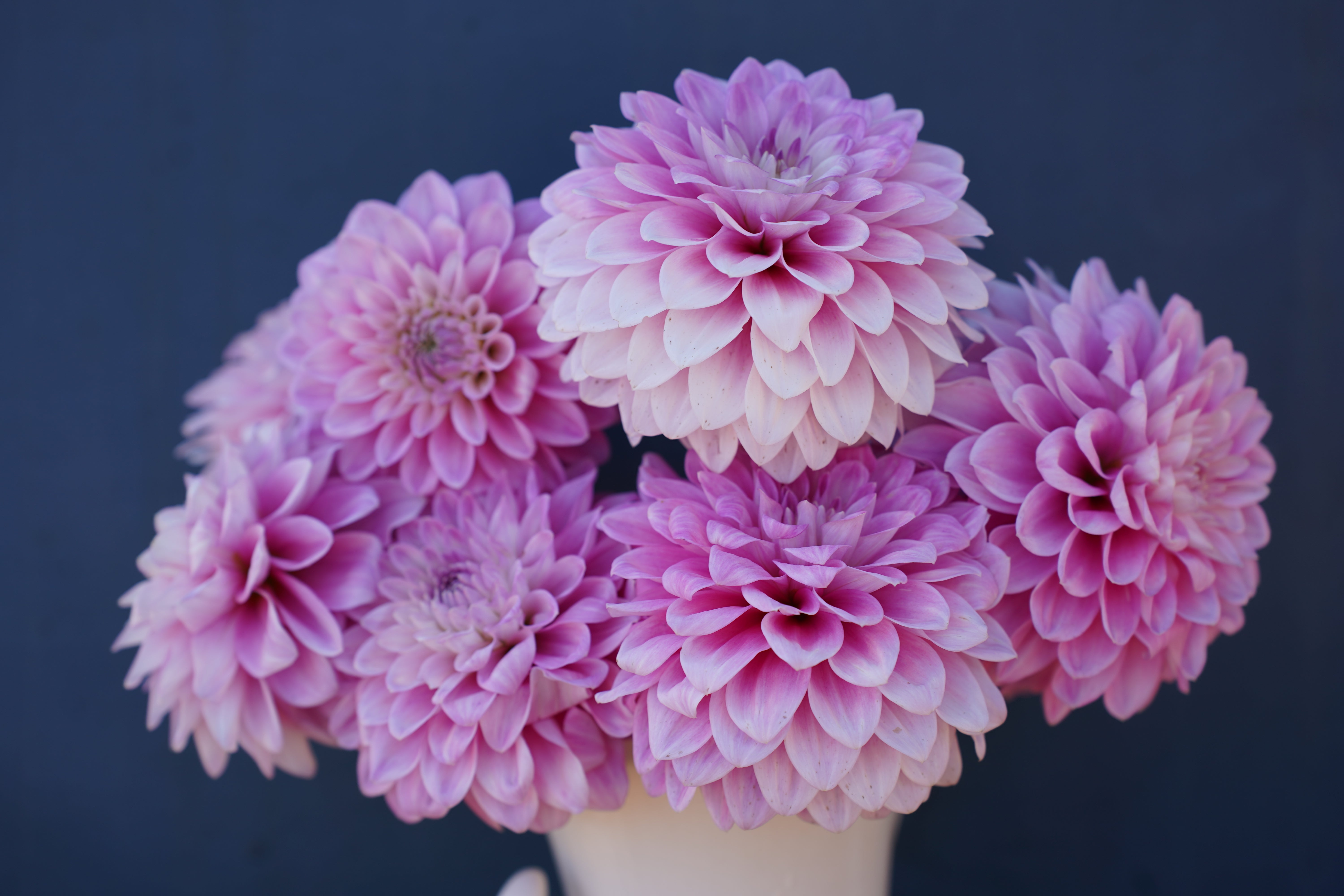 Zebrano Dahlia Tuber