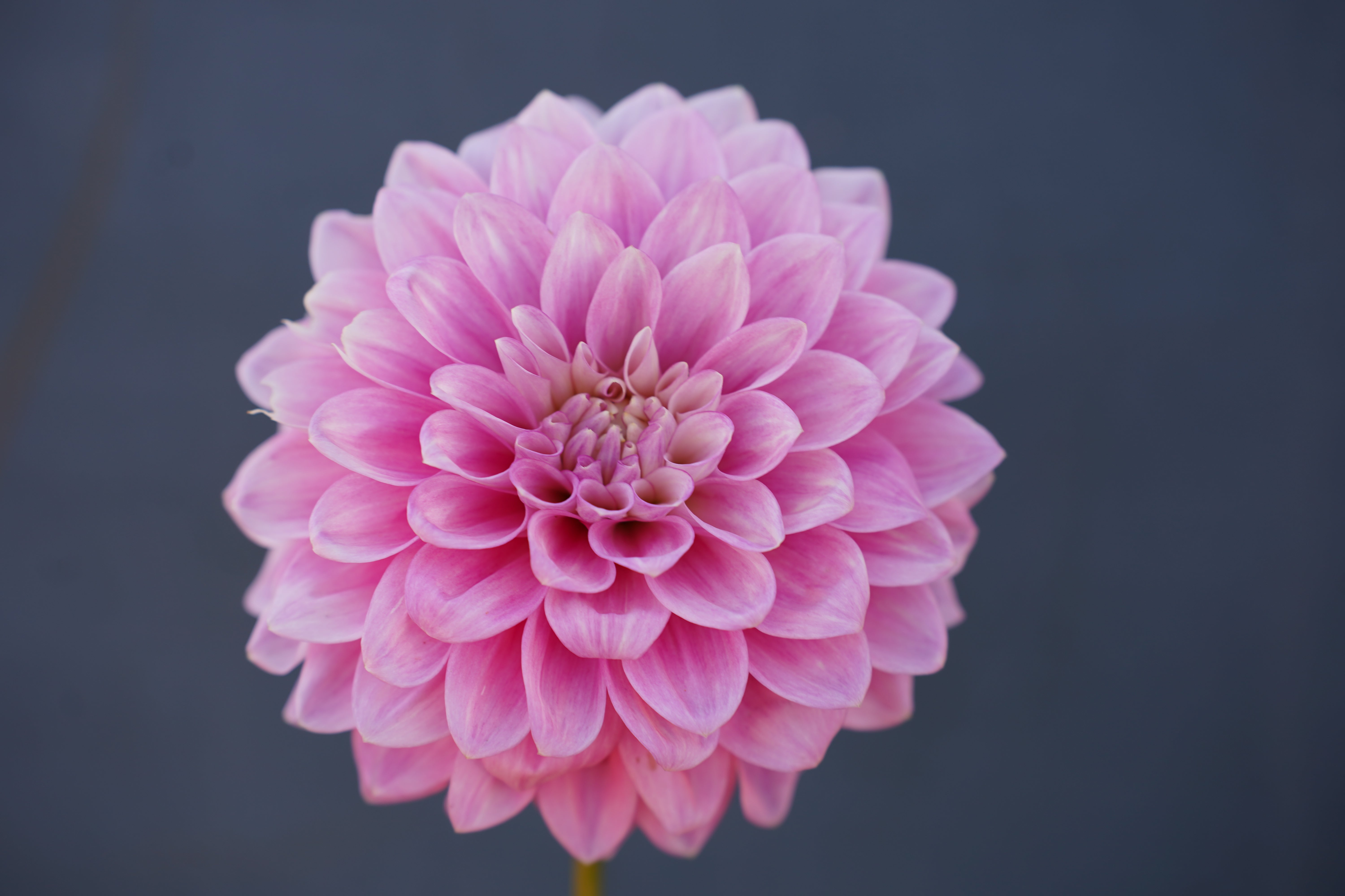 Zebrano Dahlia Tuber