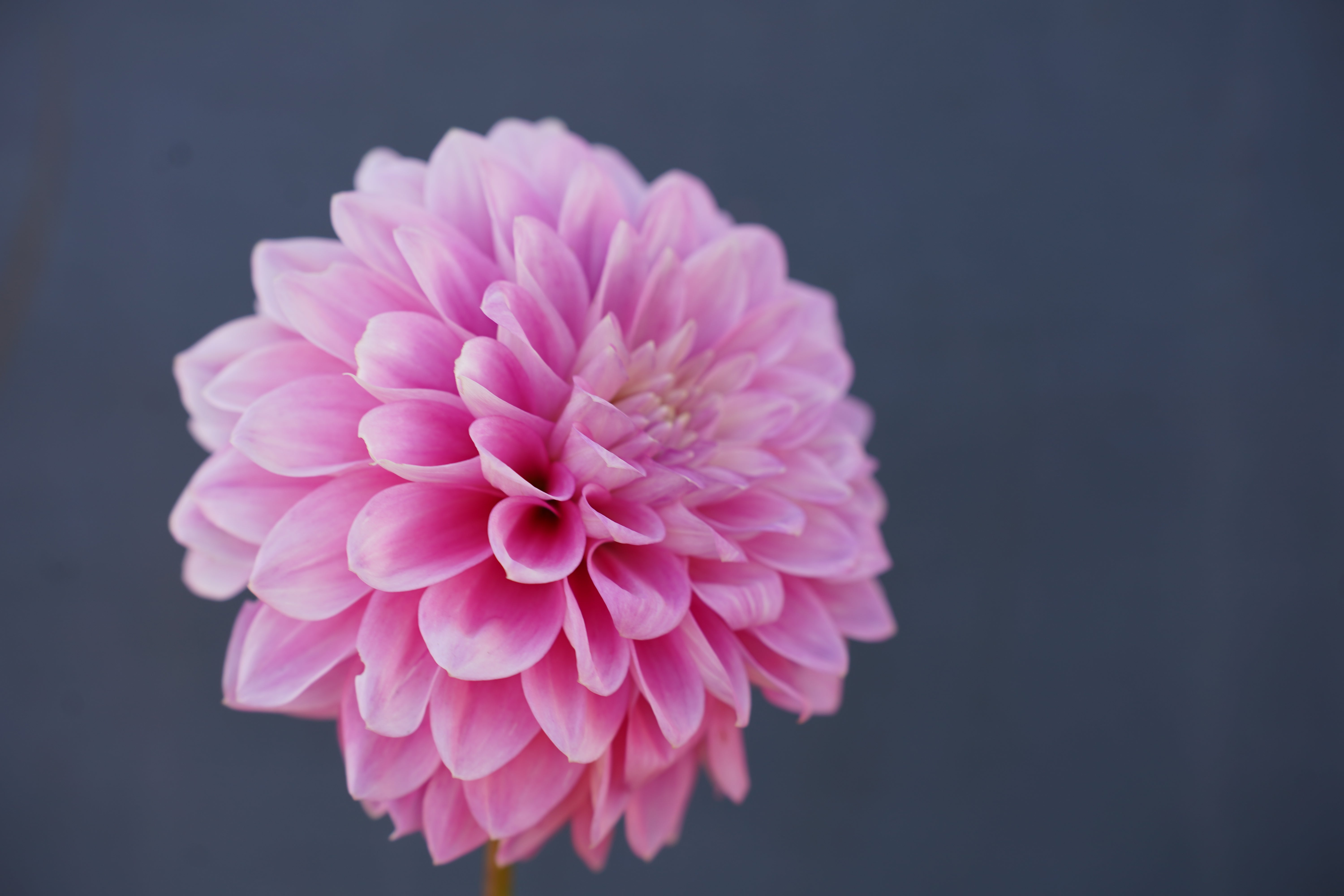 Zebrano Dahlia Tuber