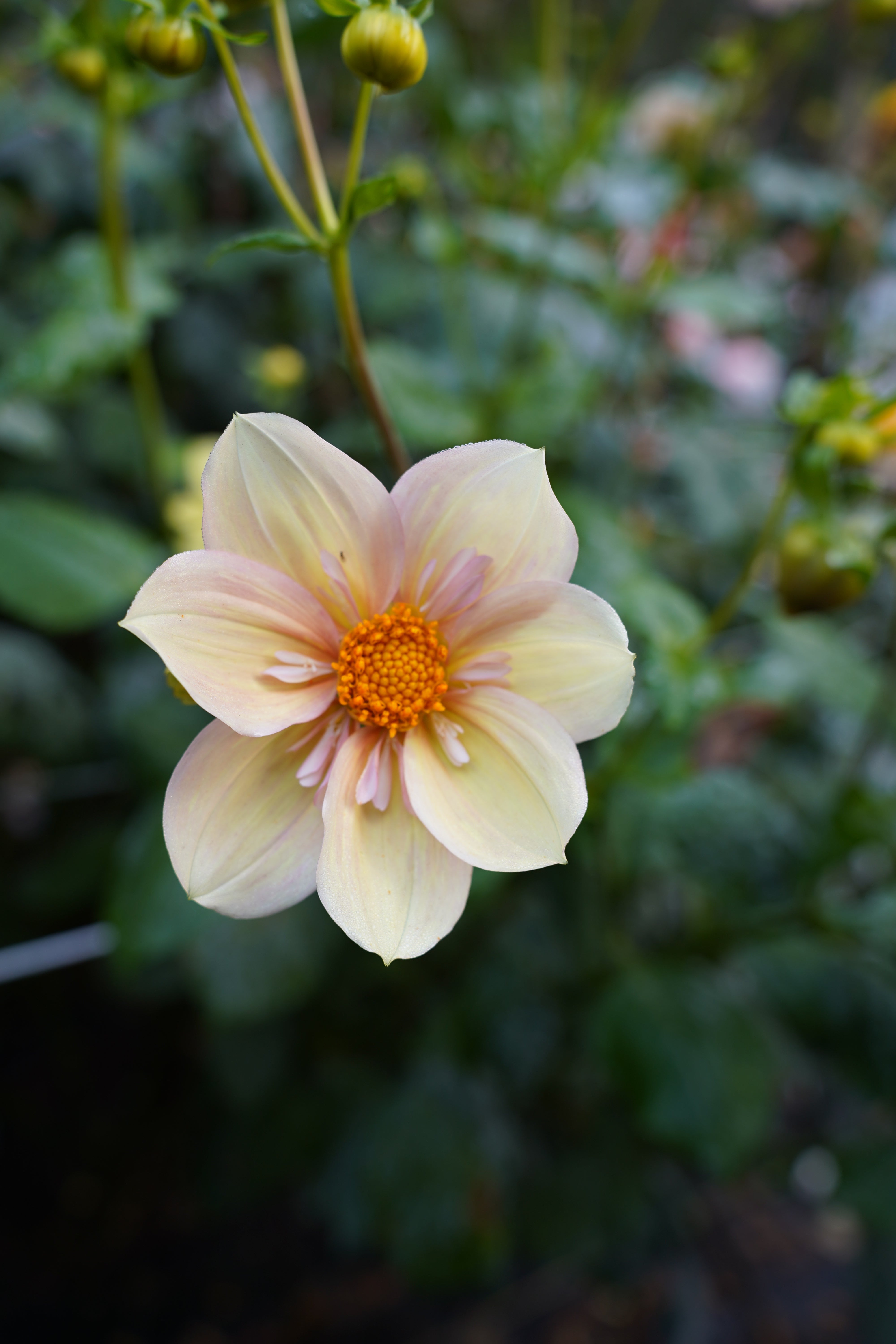 Apple Blossom Dahlia Tuber