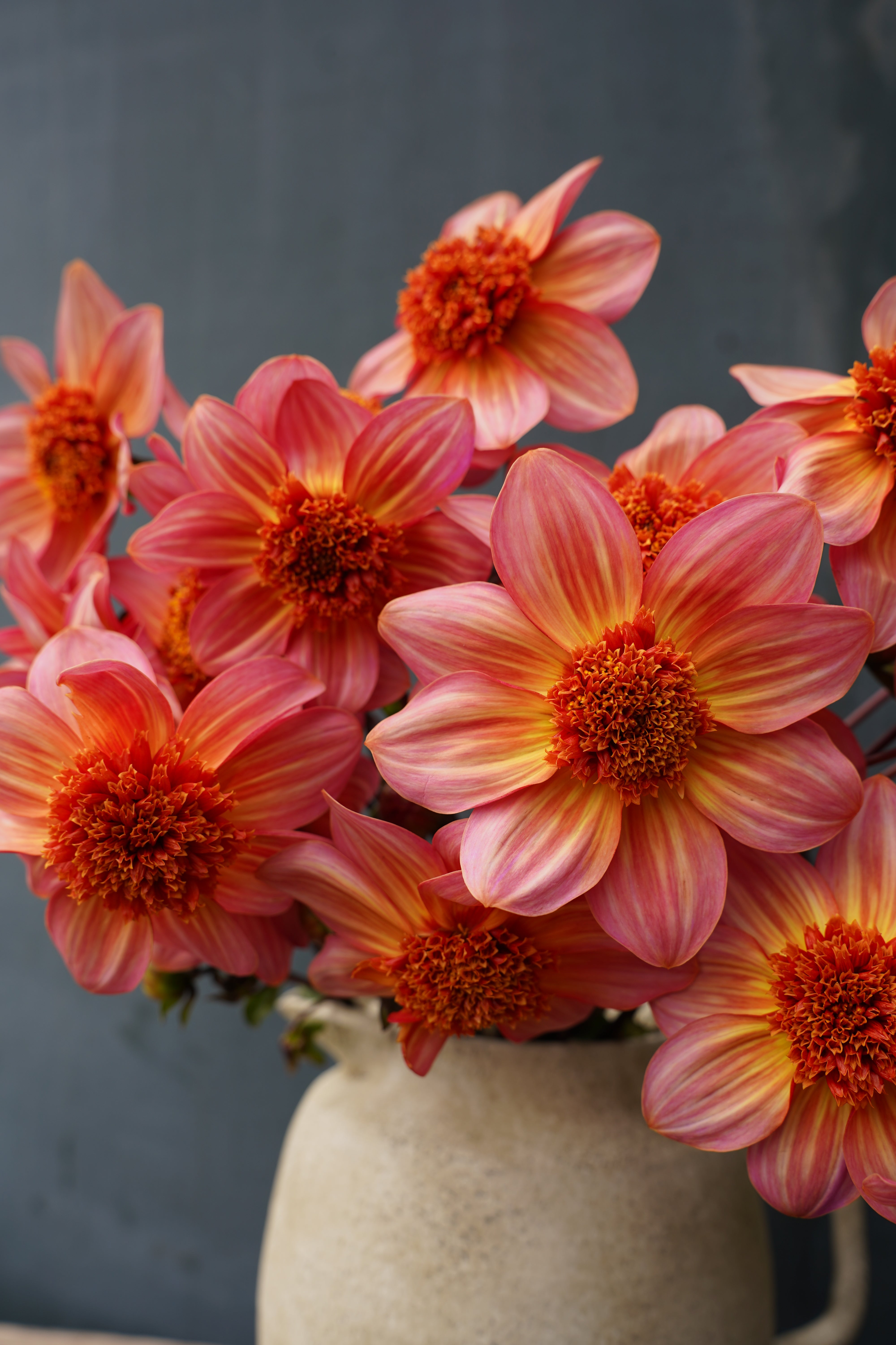 Totally Tangerine Dahlia Tuber