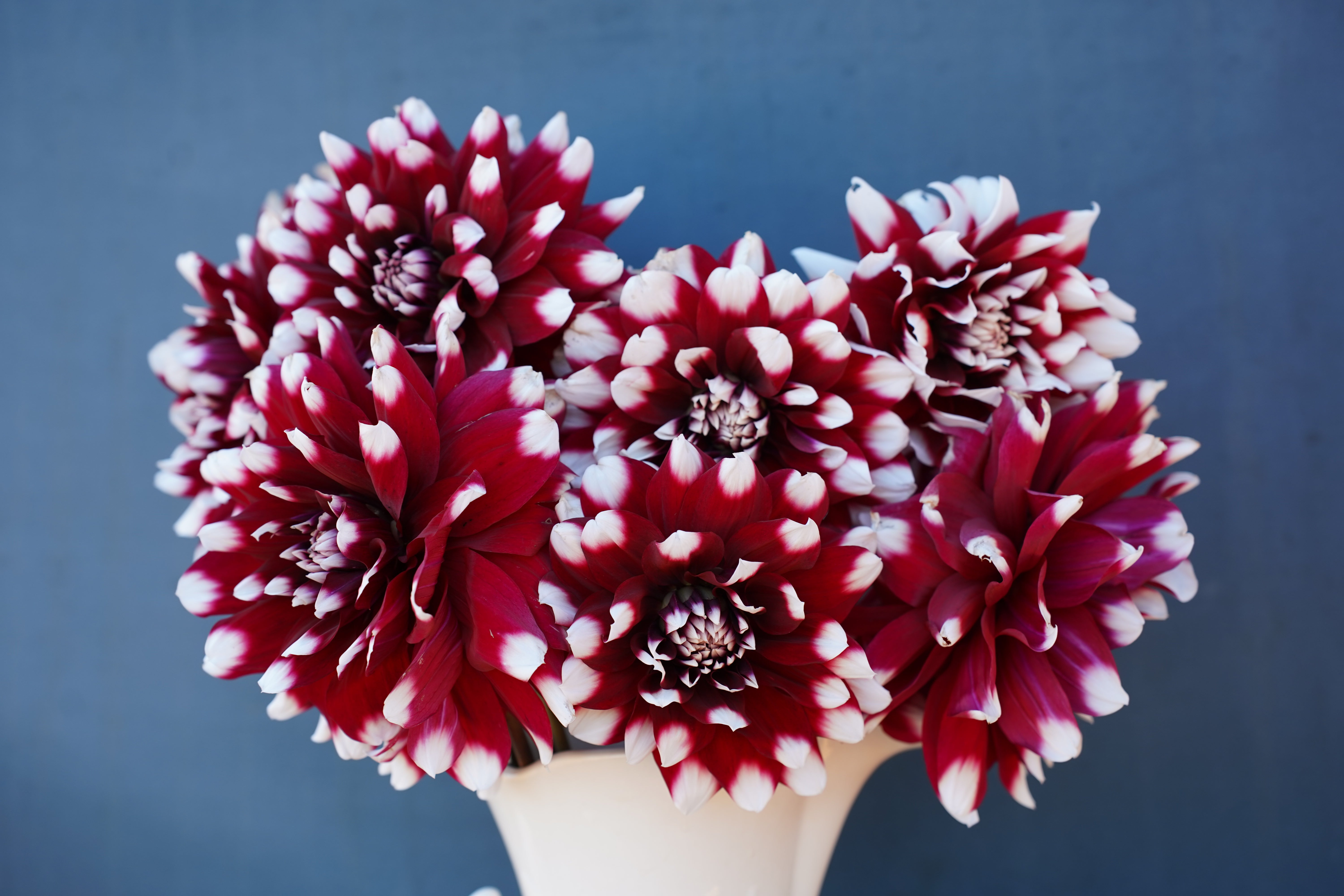 Duet Dahlia Tuber
