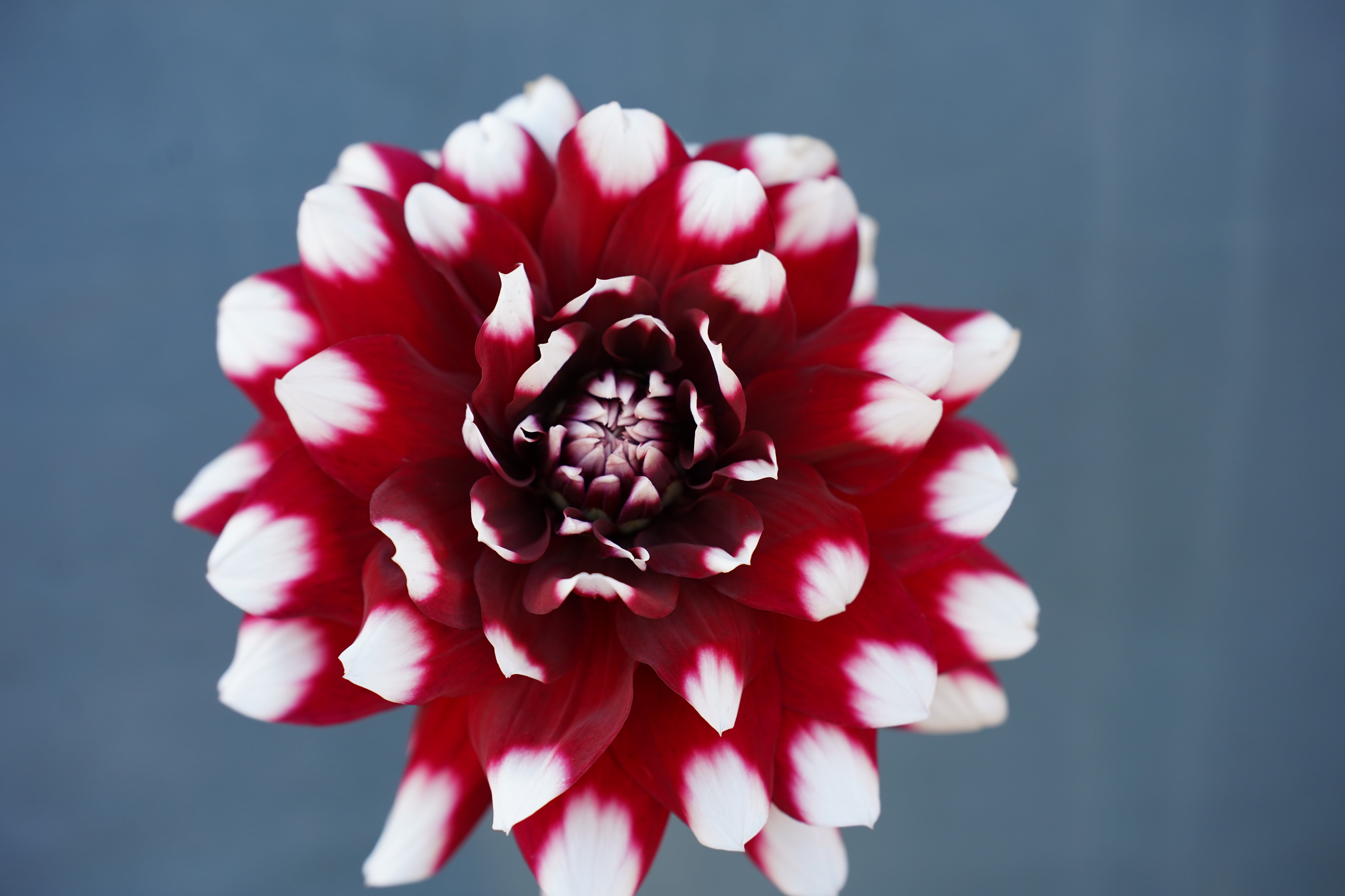 Duet Dahlia Tuber