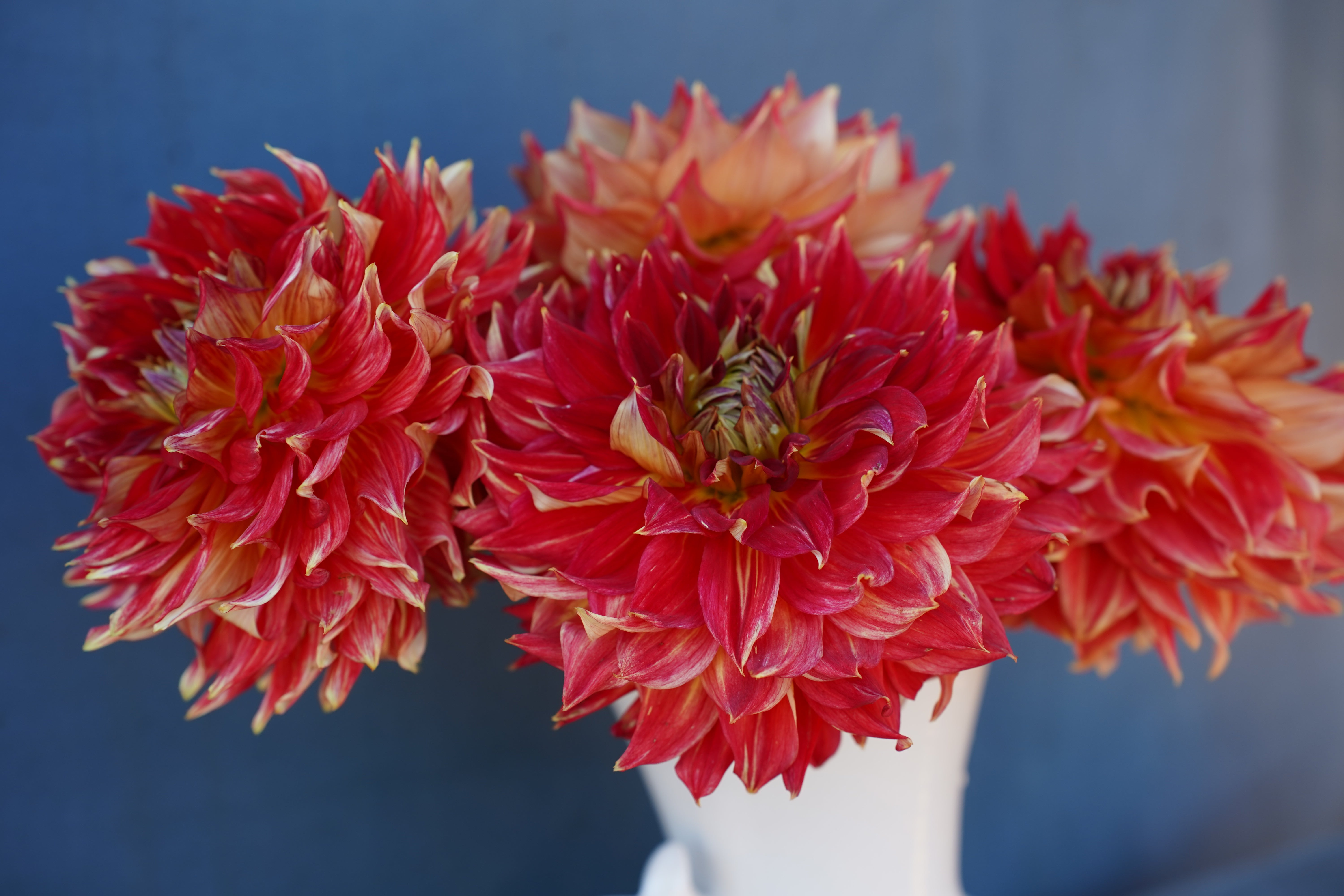 Tyler James Dahlia Tuber