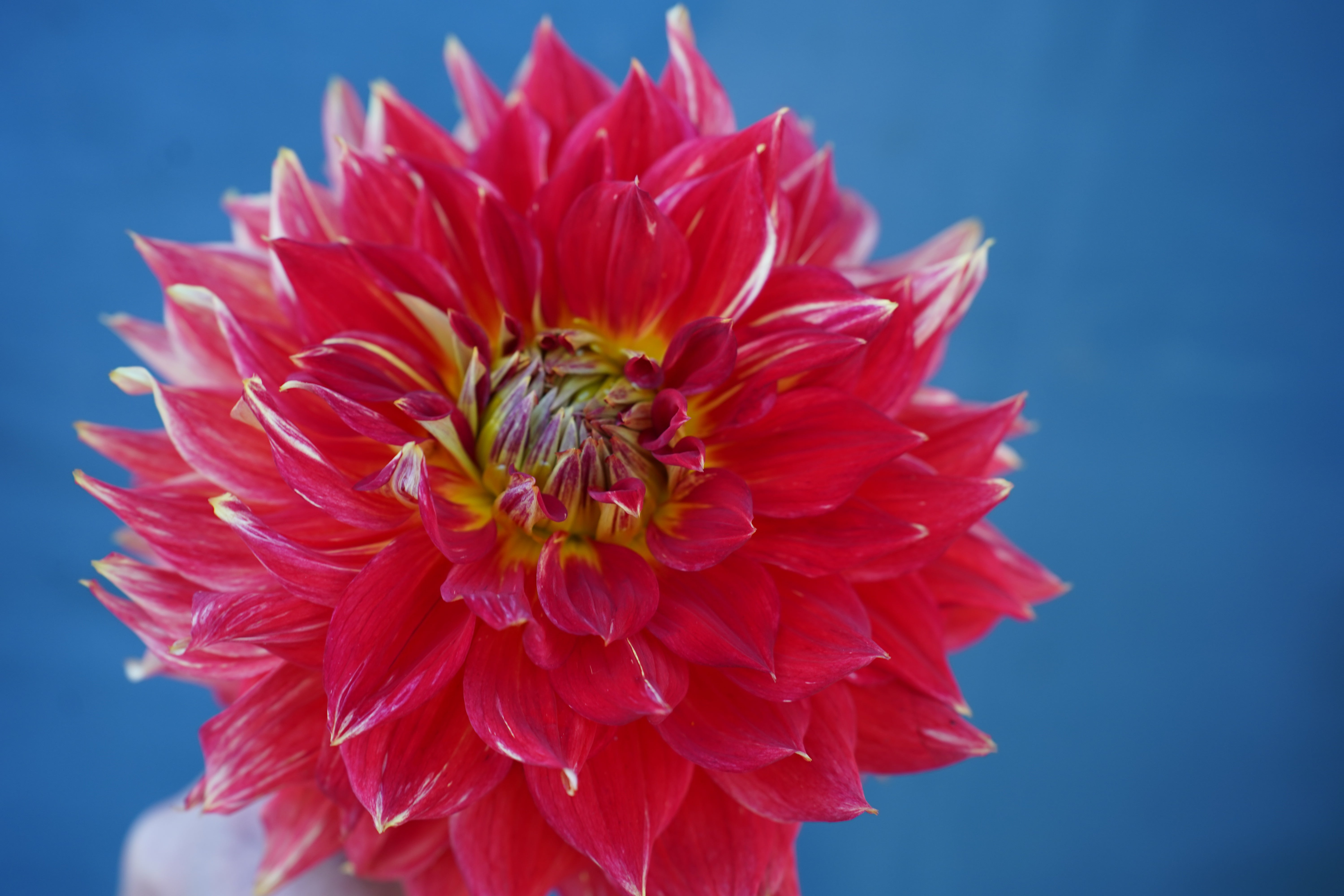 Tyler James Dahlia Tuber