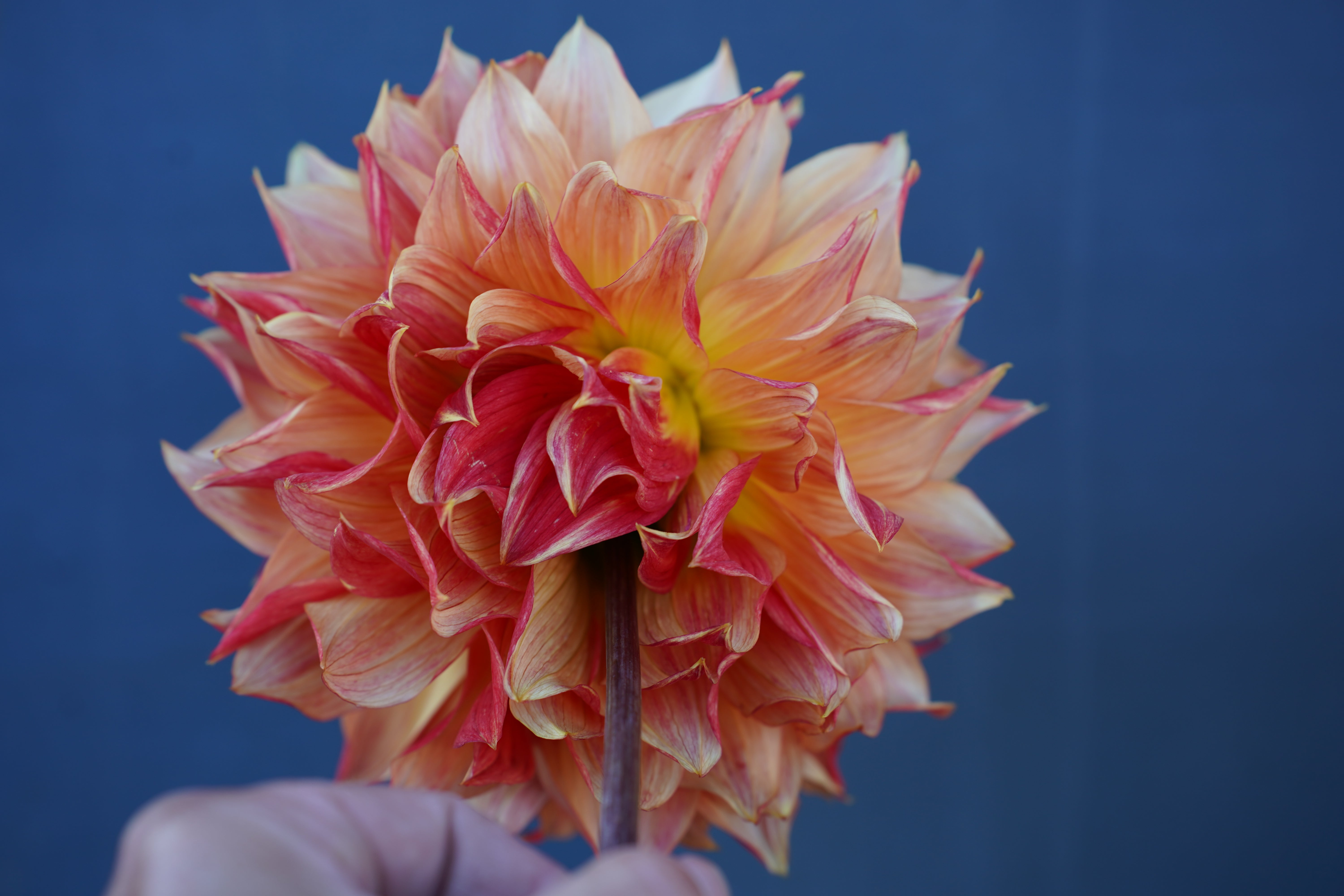 Tyler James Dahlia Tuber
