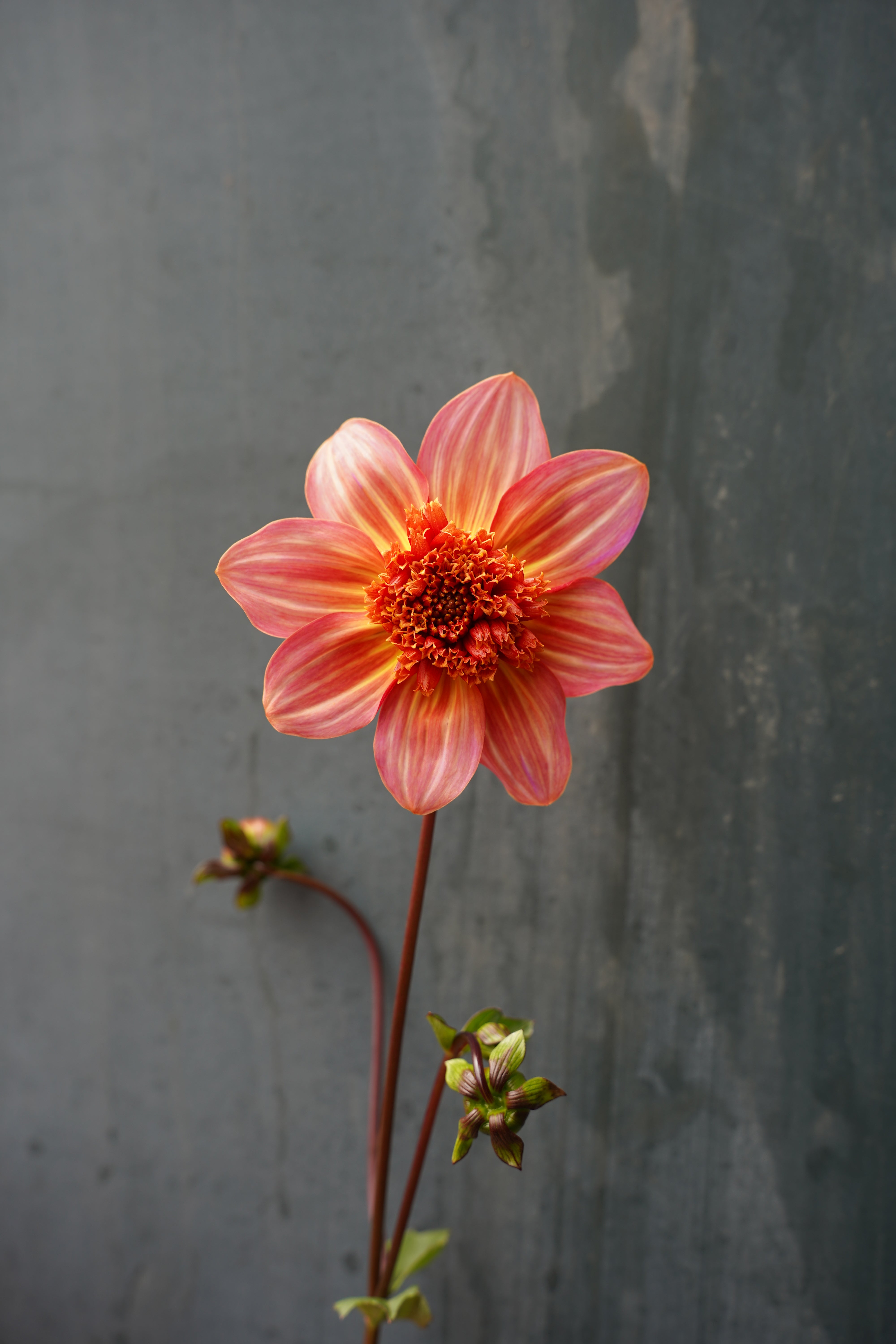 Totally Tangerine Dahlia Tuber