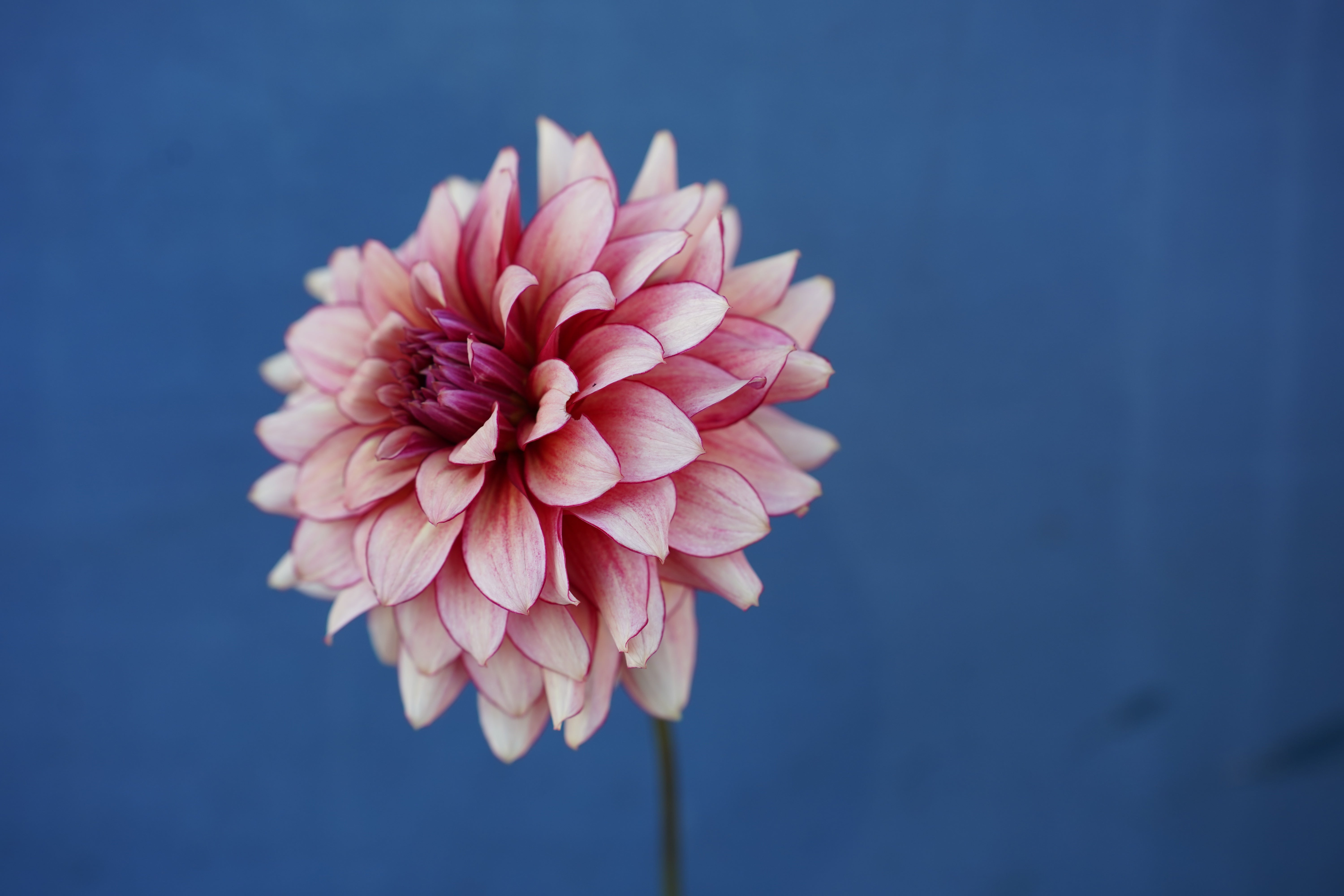 N-Force Dahlia Tuber