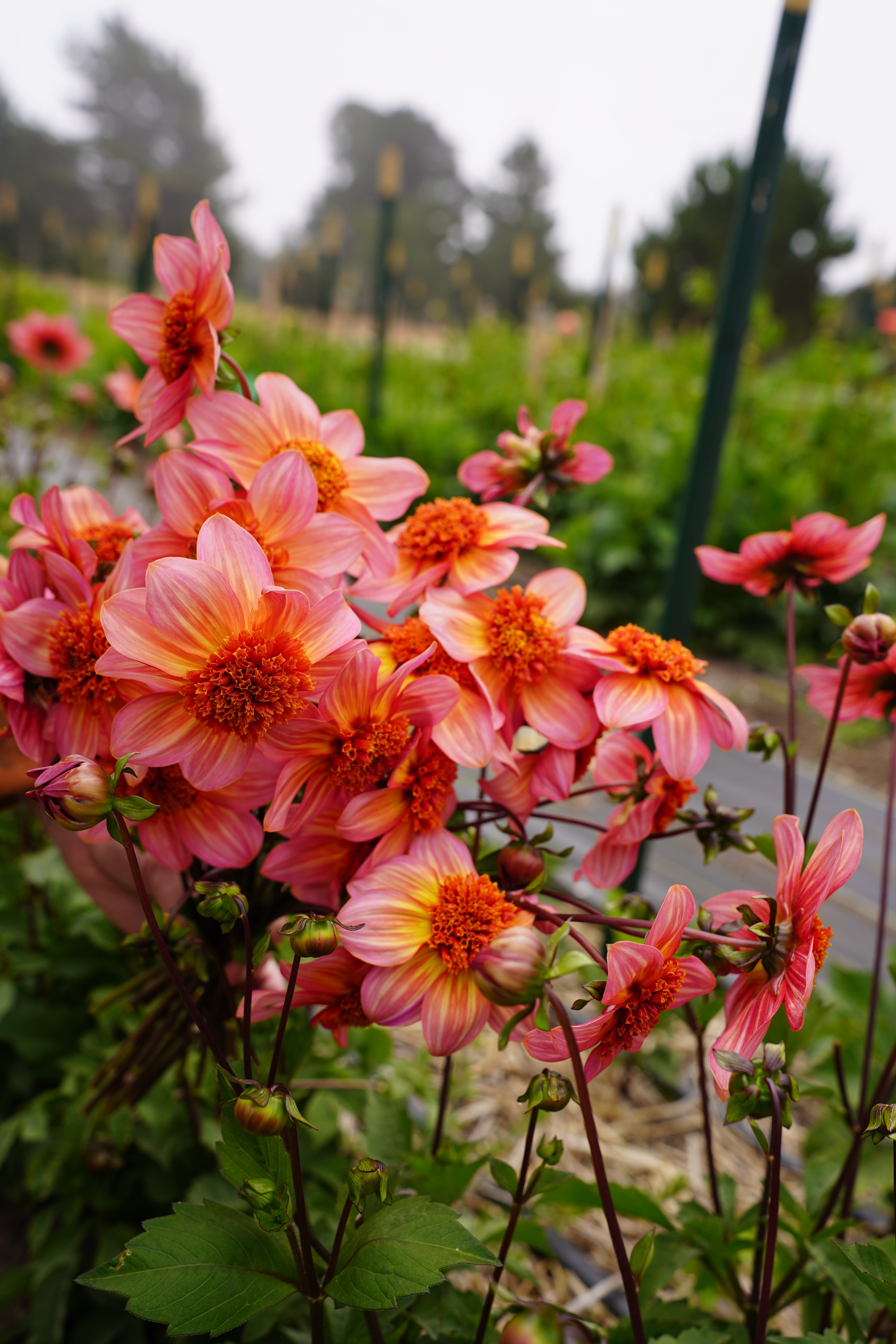 Totally Tangerine Dahlia Tuber