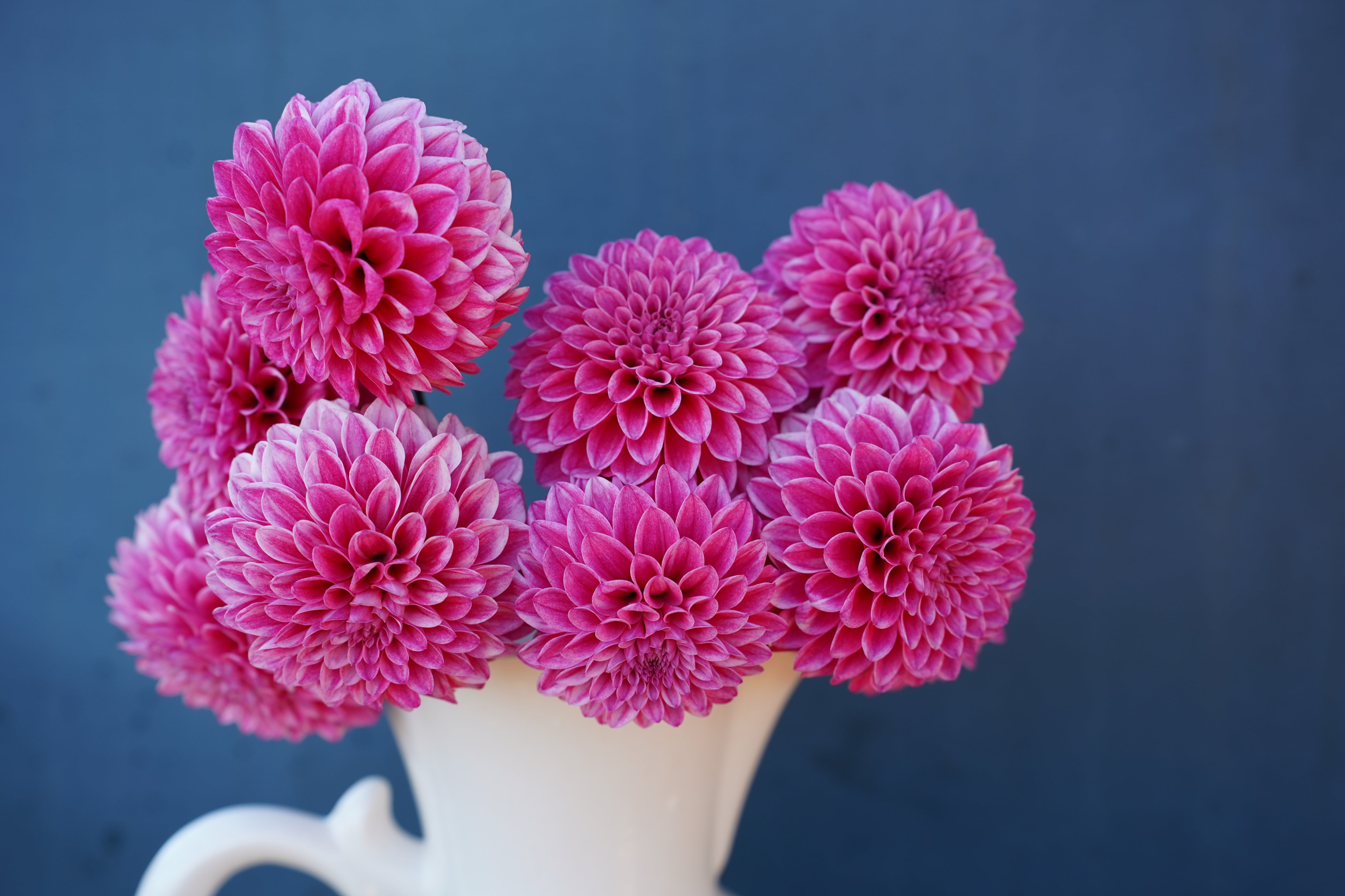 Lavadandy Dahlia Tuber