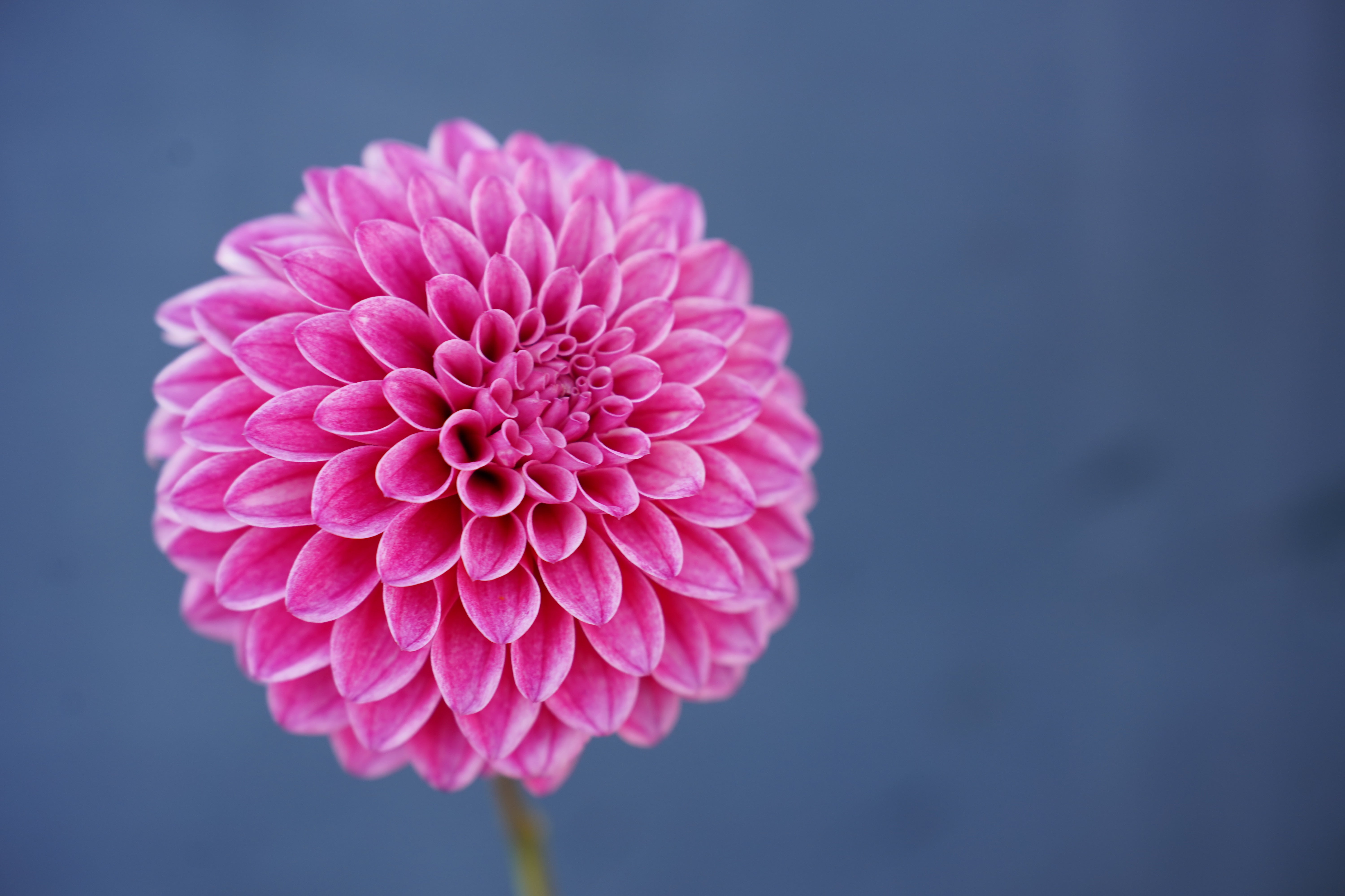 Lavadandy Dahlia Tuber