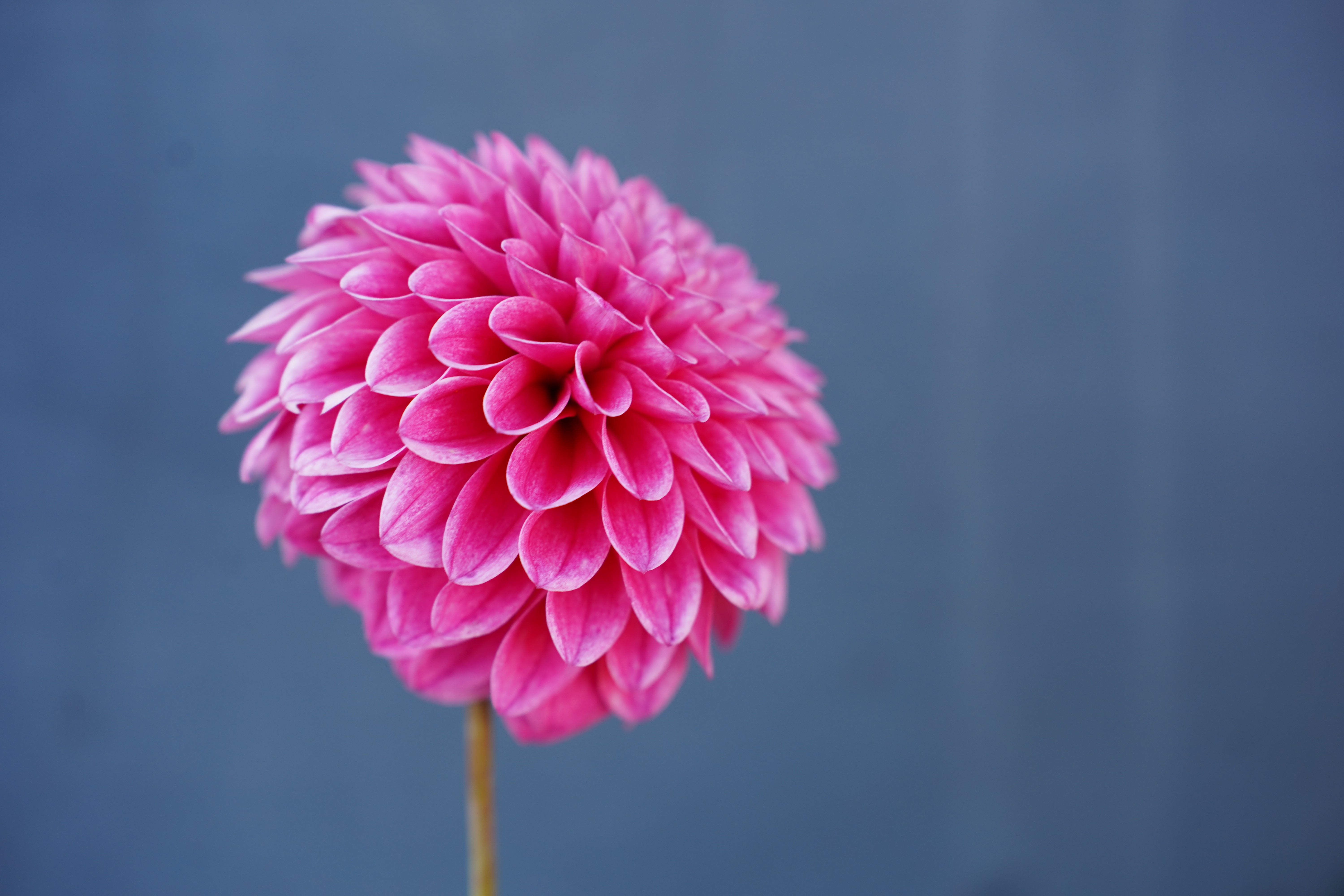 Lavadandy Dahlia Tuber
