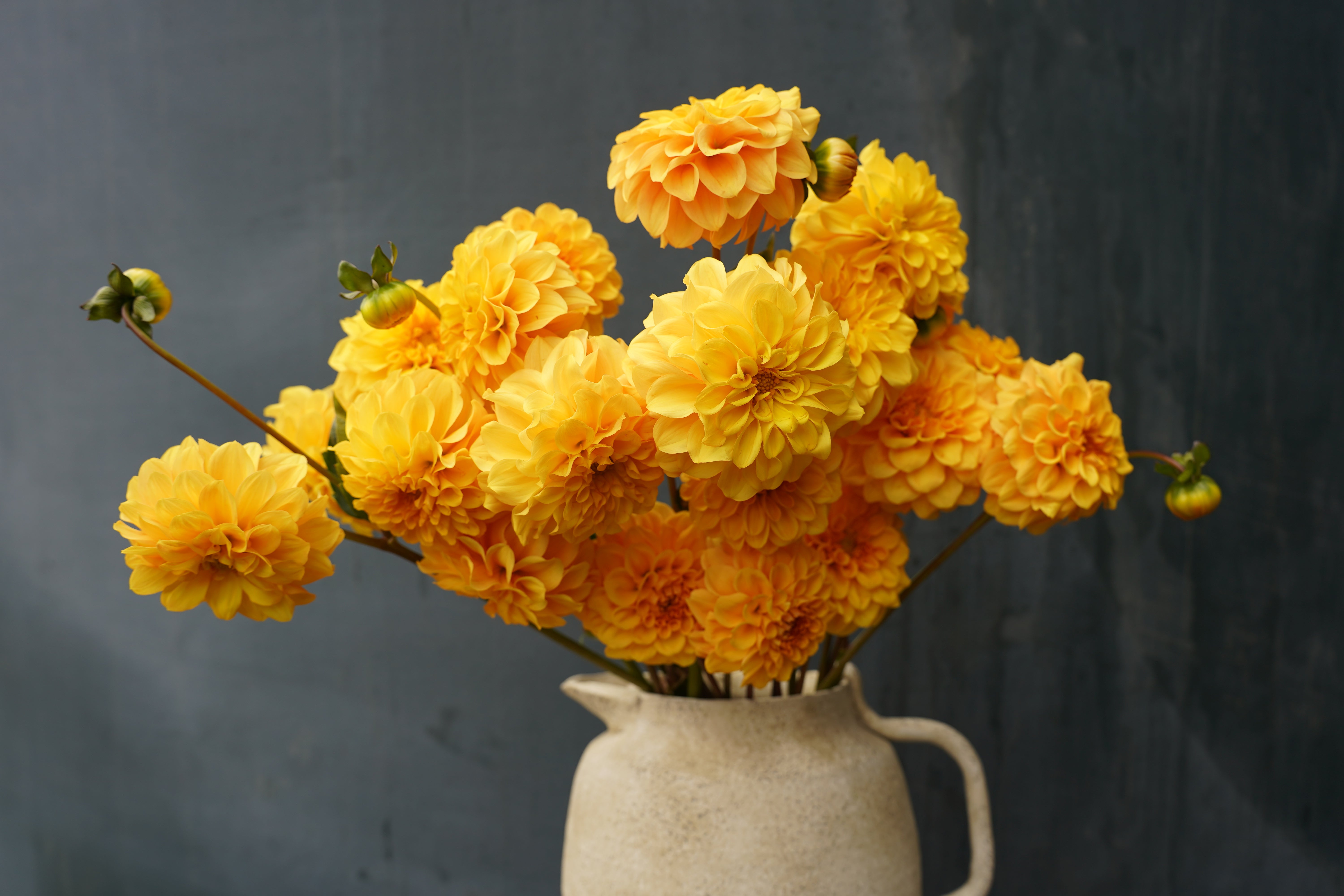 Golden Scepter Dahlia Tuber