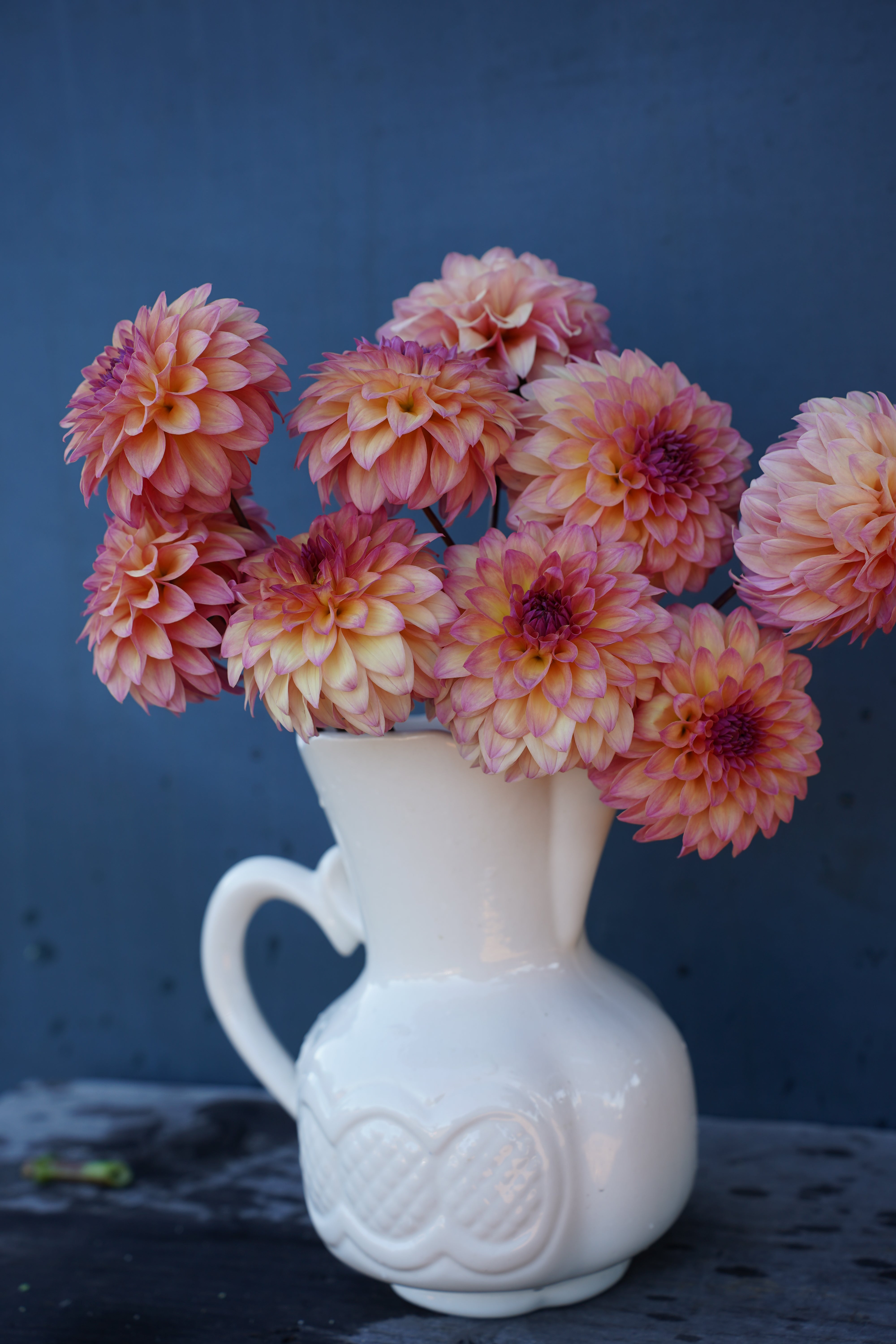 Bloomquist Fredene Dahlia Tuber
