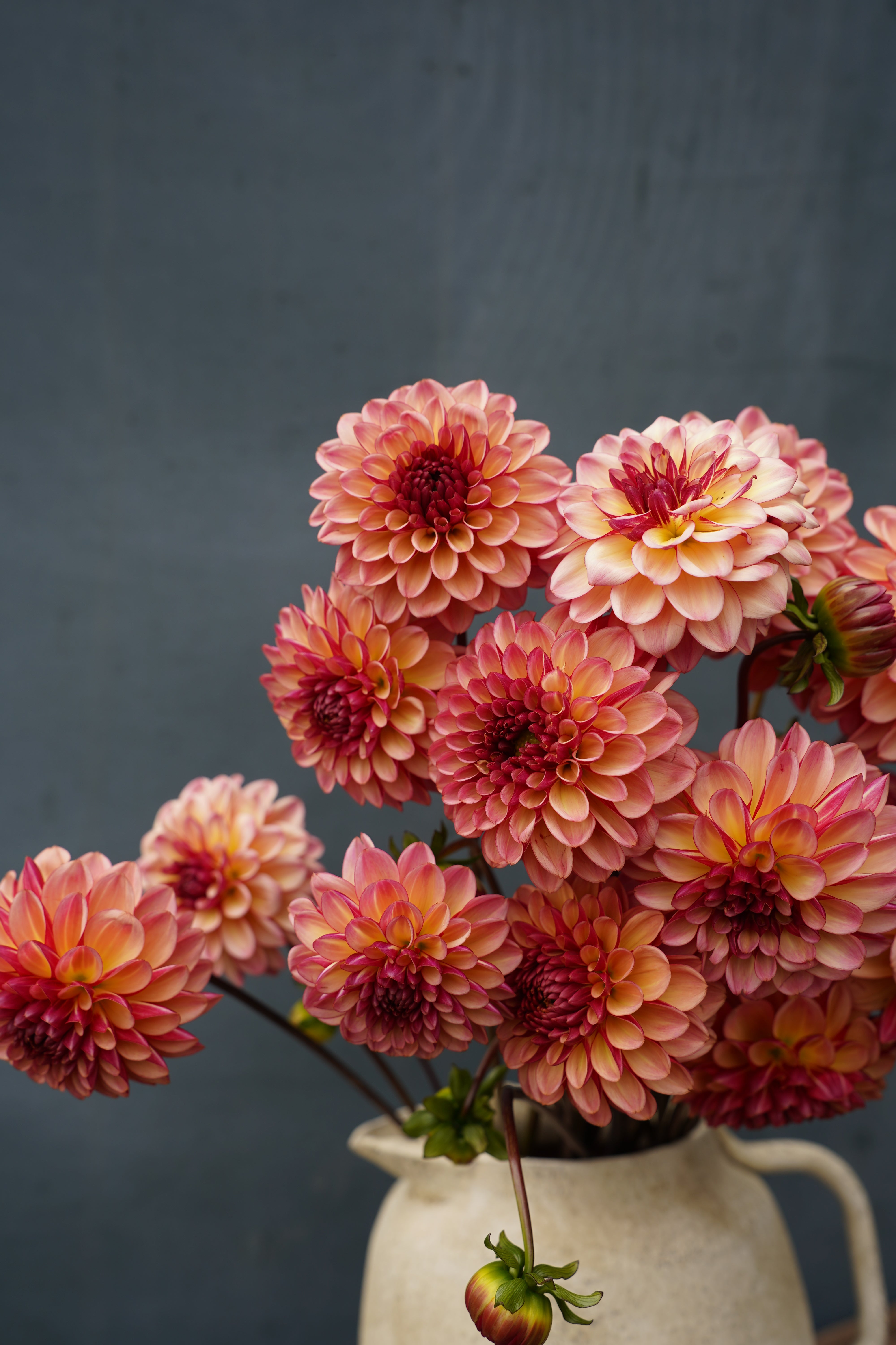 Foxy Lady Dahlia Tuber